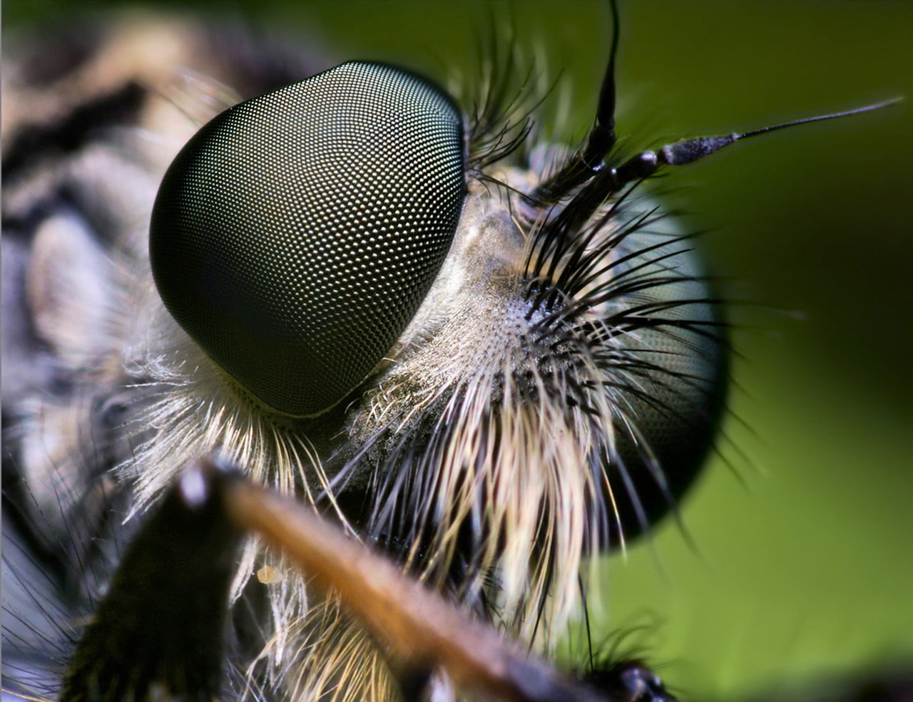 animal wildlife, butterfly, fly, small, animals, animal wing, animal themes, zoology, macro, animal body part, extreme close-up, invertebrate, one animal, HD Wallpaper