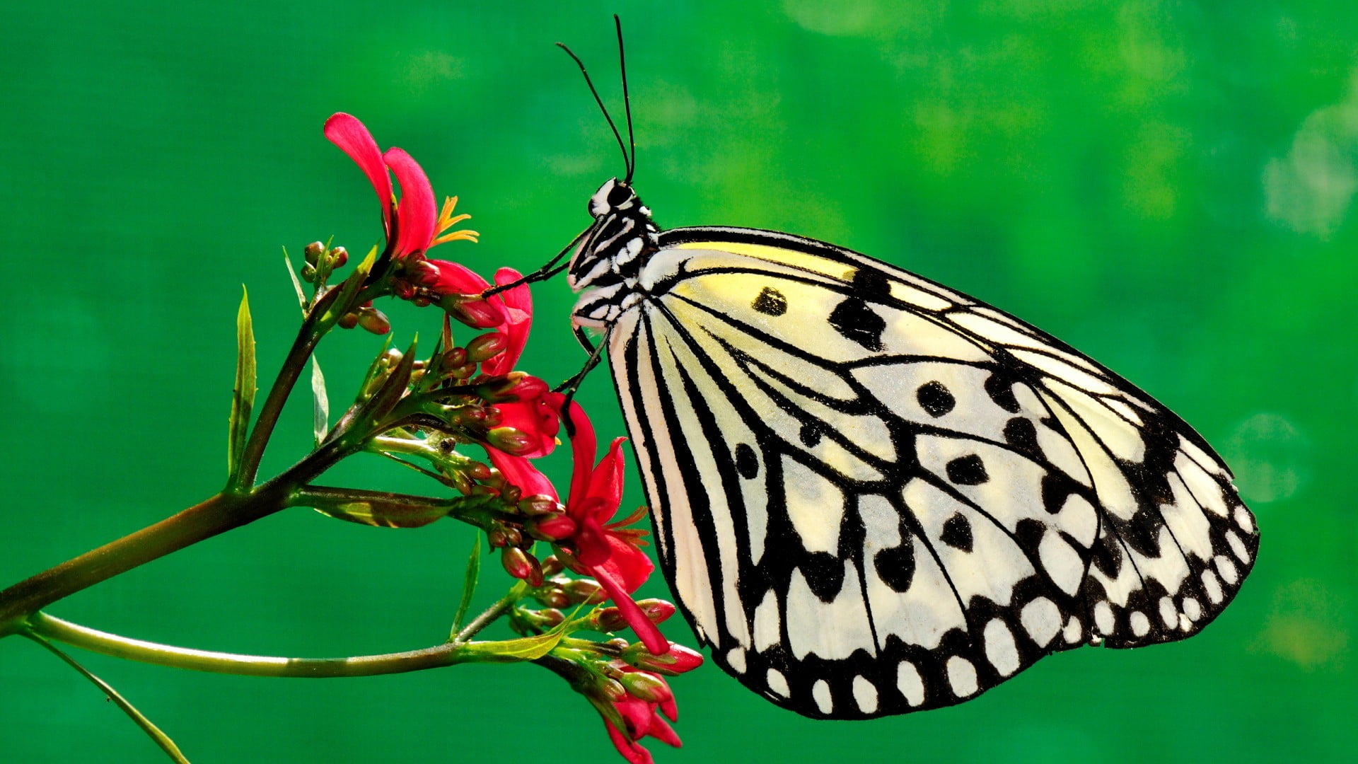 plant, butterfly - insect, flower, focus on foreground, nature, invertebrate, outdoors, animal, animals in the wild, flowers, animal themes, animal wildlife, HD Wallpaper