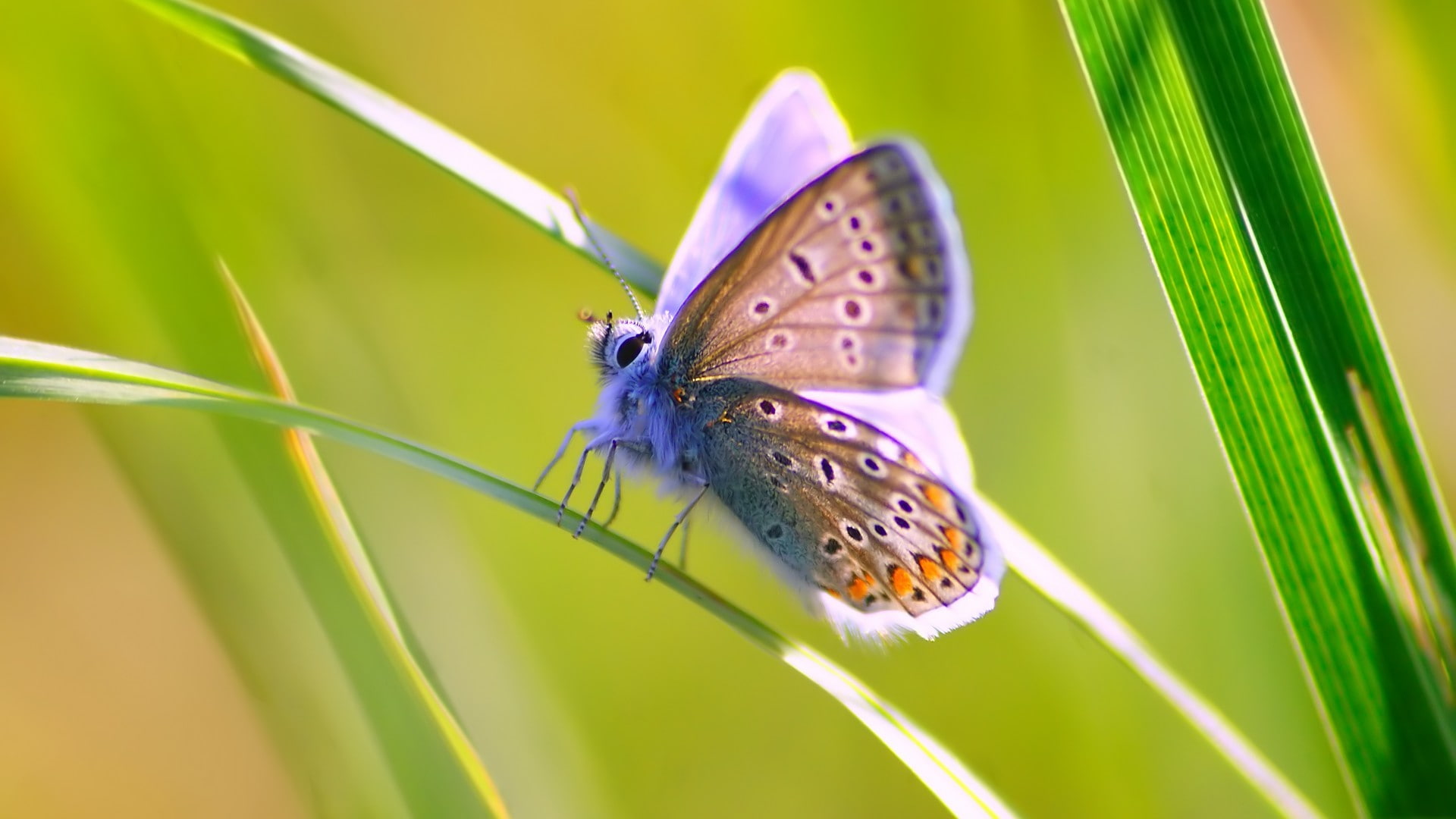insect, grass, wildlife, 1080P, butterfly, animals, HD Wallpaper