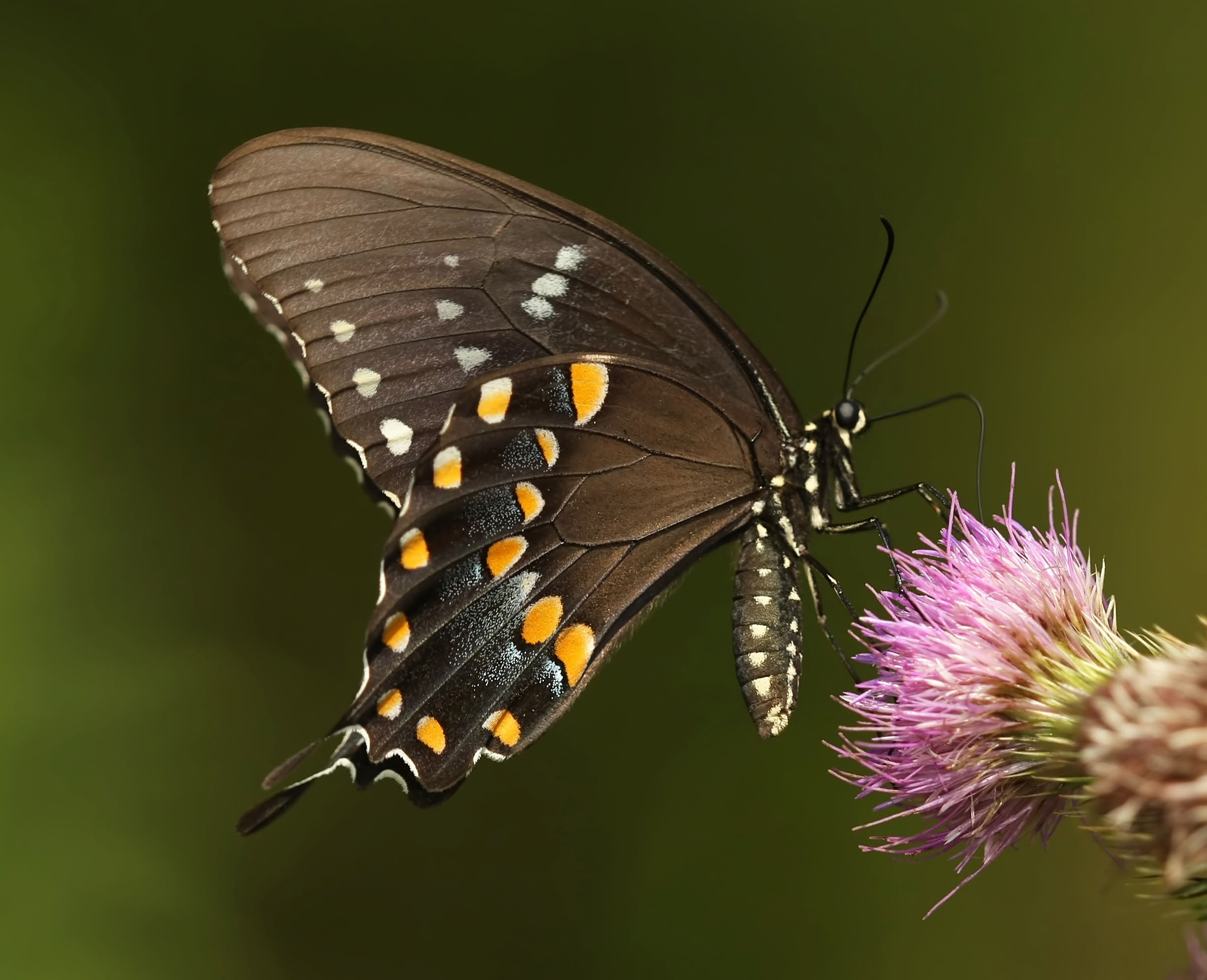 Spicebush Swallowtail, beauty In Nature, wildlife, butterfly - Insect, multi Colored, insect, nature, purple, petaled, summer, animal, black, flower, butterfly, HD Wallpaper