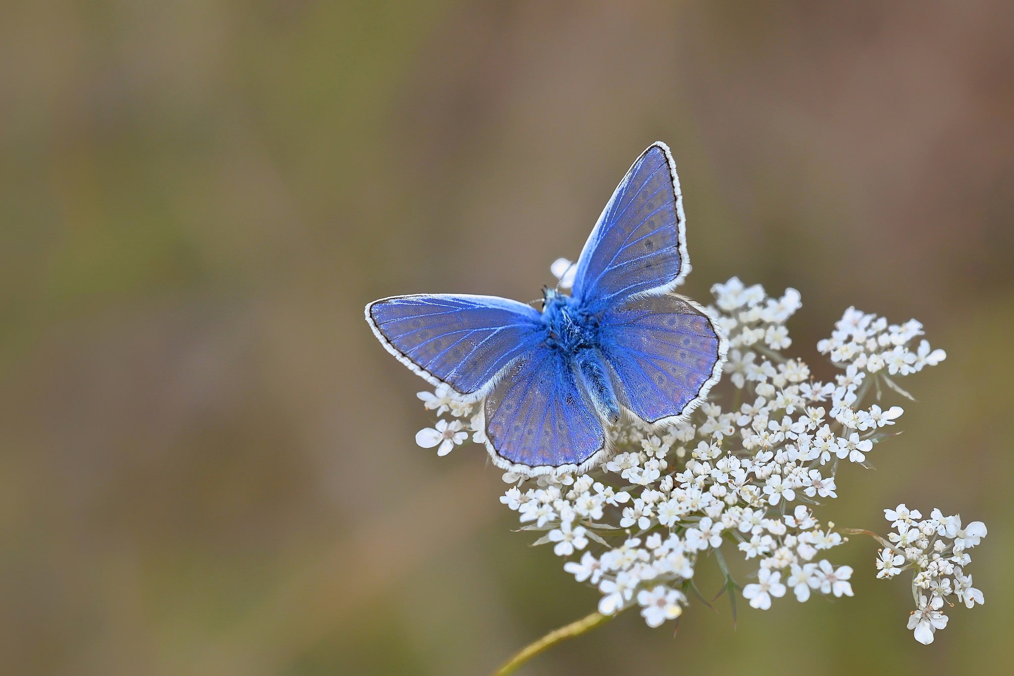 butterfly, flower, blue, nature, 1080P, HD Wallpaper