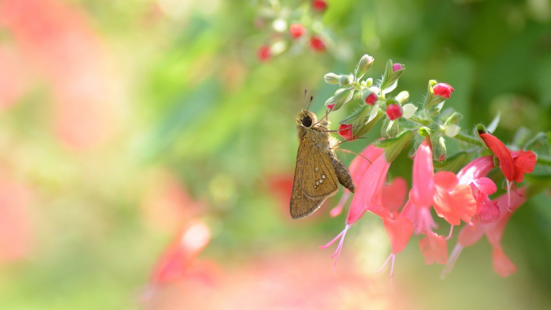 flowers, 1080P, pink flowers, insect, animals, butterfly, HD Wallpaper