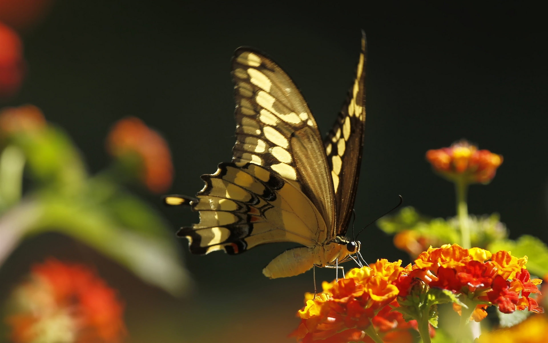1080P, Butterfly, Orange, Insect, Flowers, HD Wallpaper