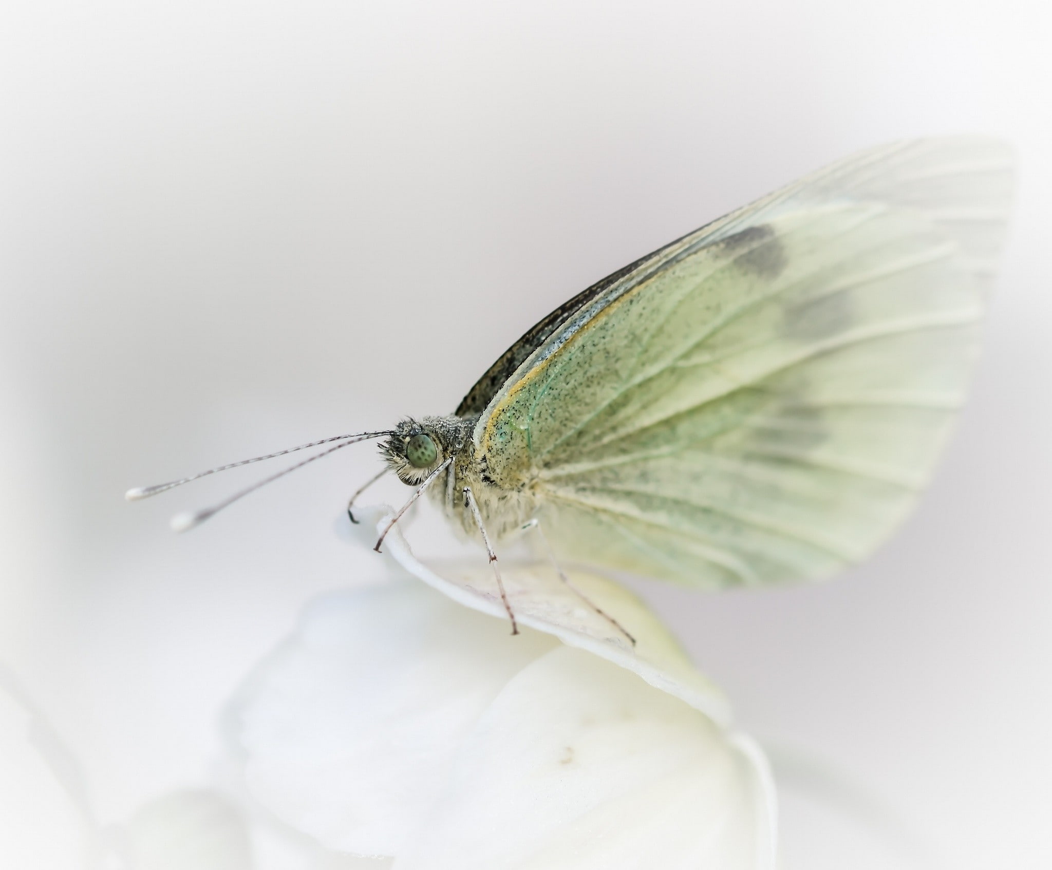 one animal, studio shot, photography, nature, plant part, animals in the wild, indoors, animal wildlife, animal themes, butterfly, animal, no people, green color, HD Wallpaper