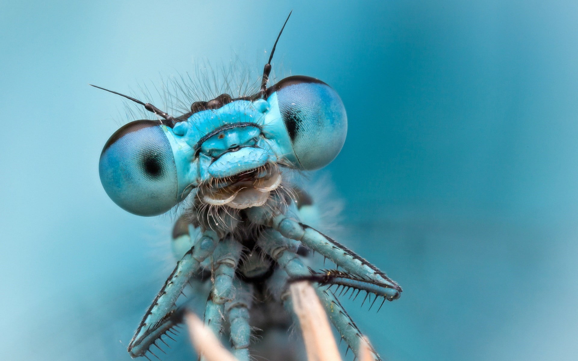 1080P, Dragonfly Eyes, eyes, dragonfly, HD Wallpaper