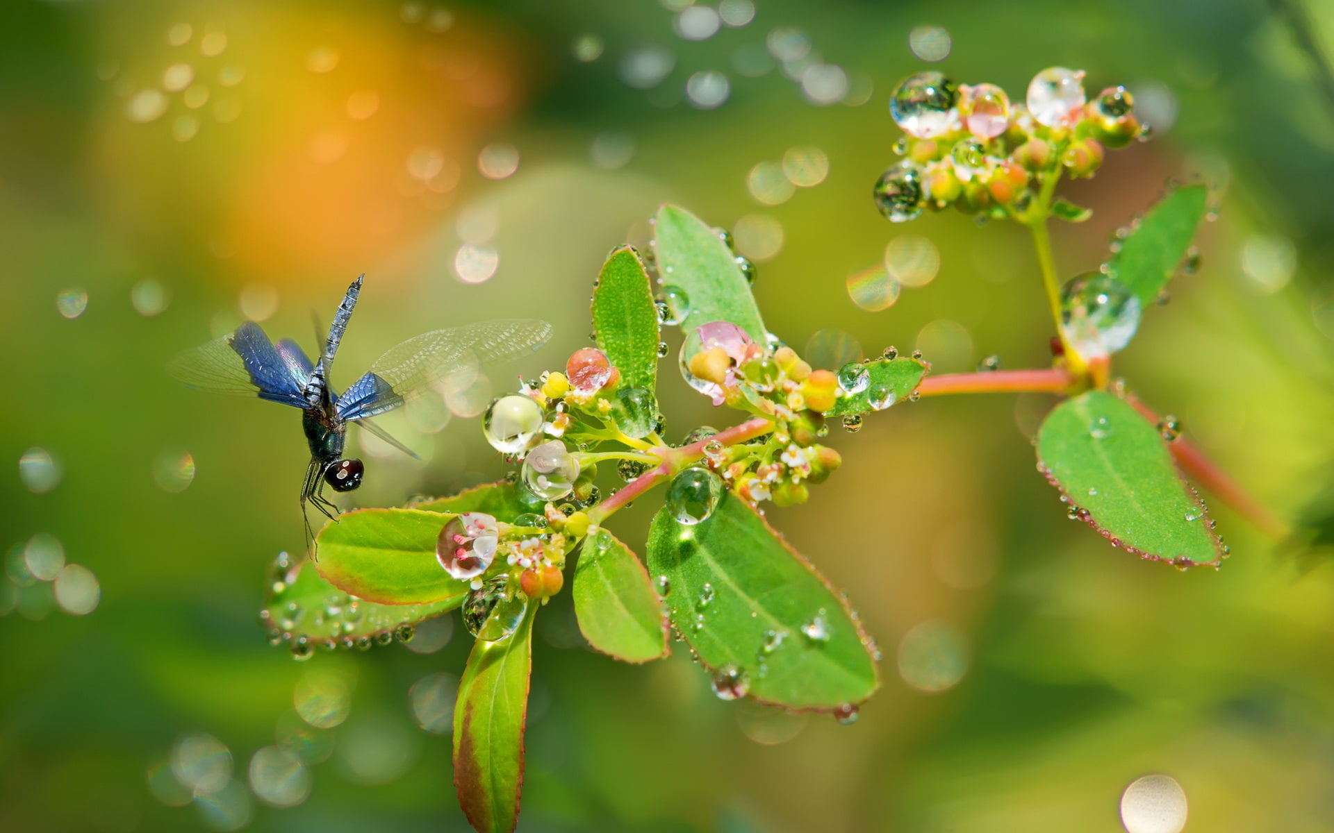 Plants, Water, Branches, Leaves, Dragonfly, Dew, Drops, 1080P, HD Wallpaper