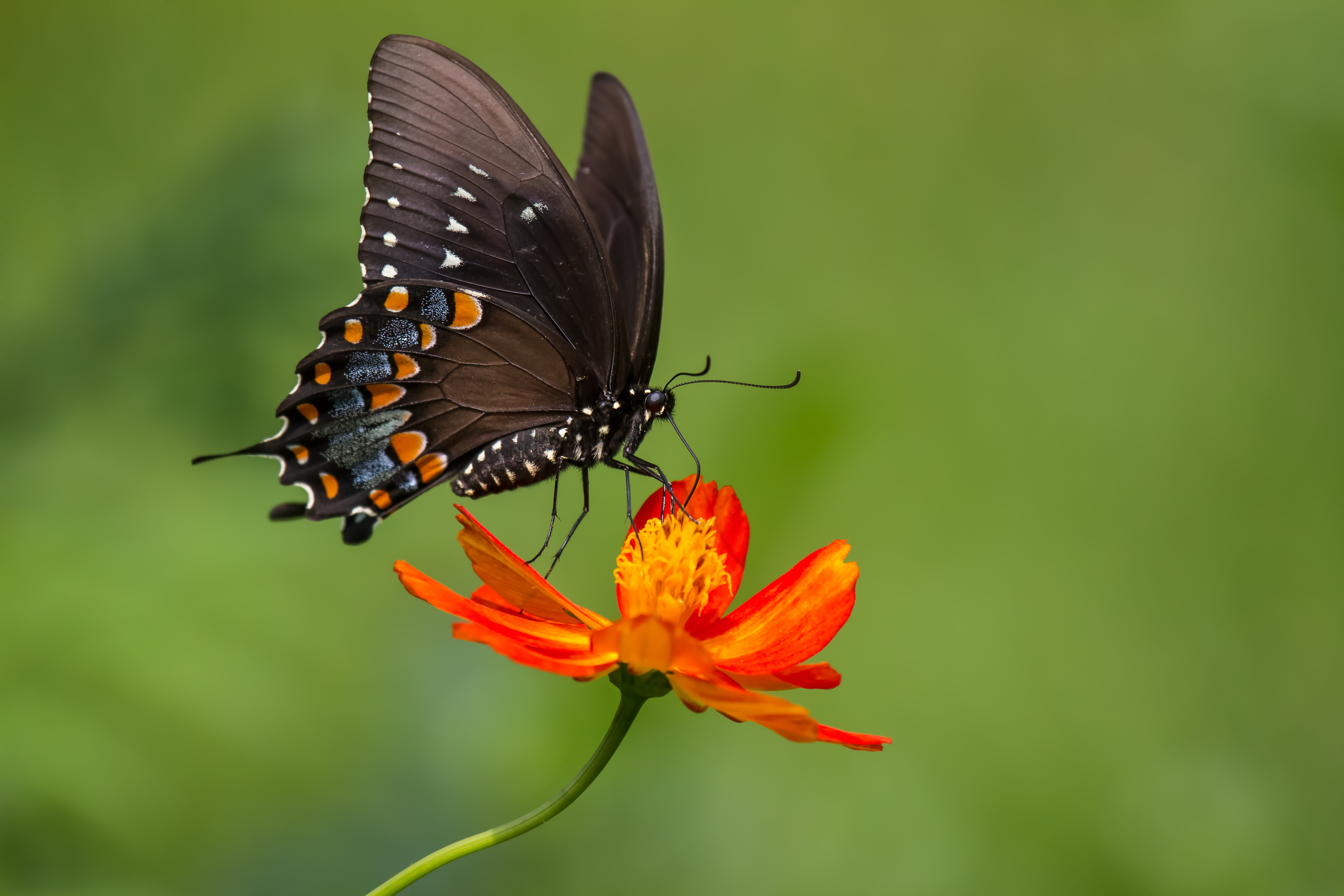 macro, lepidoptera, 5K, butterfly, plants, flowers, animals, HD Wallpaper