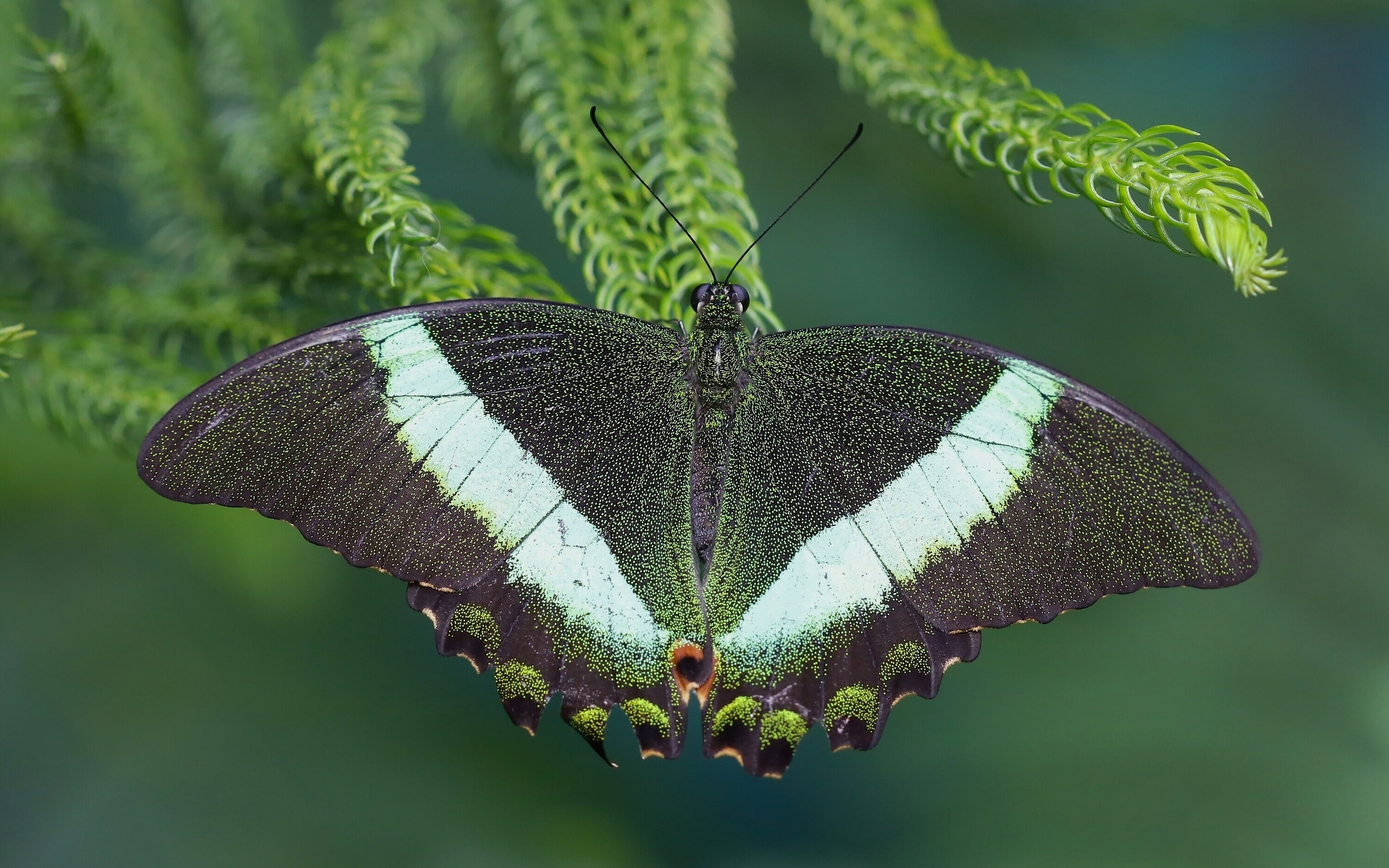 macro, animals, butterfly, 2K, insect, lepidoptera, HD Wallpaper