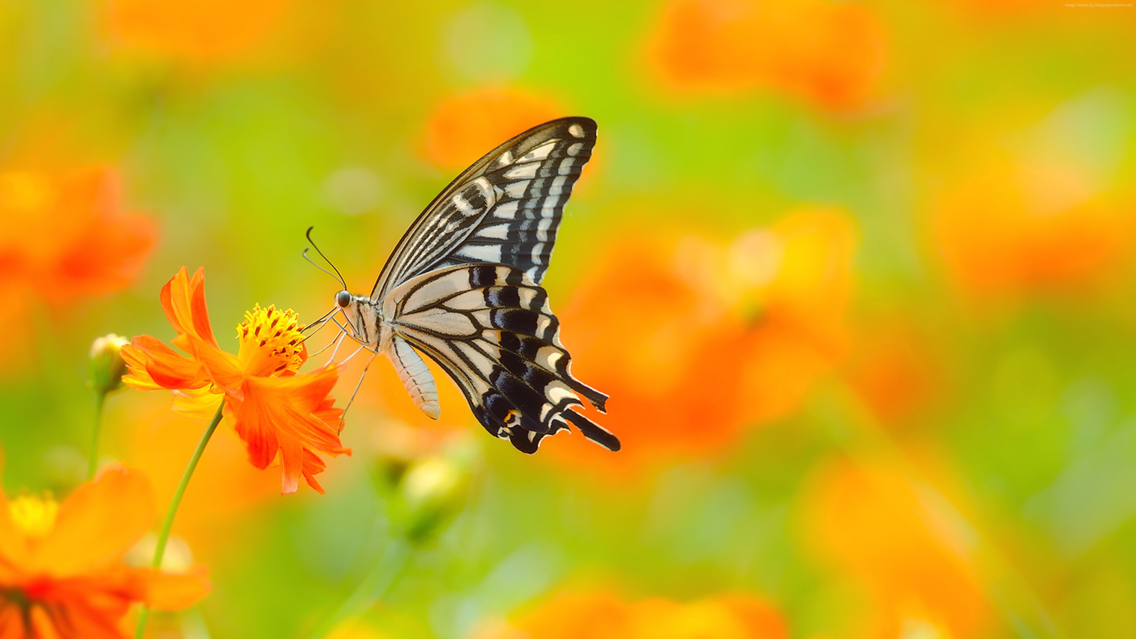 macro, 4K, flowers, insect, lepidoptera, animals, HD Wallpaper