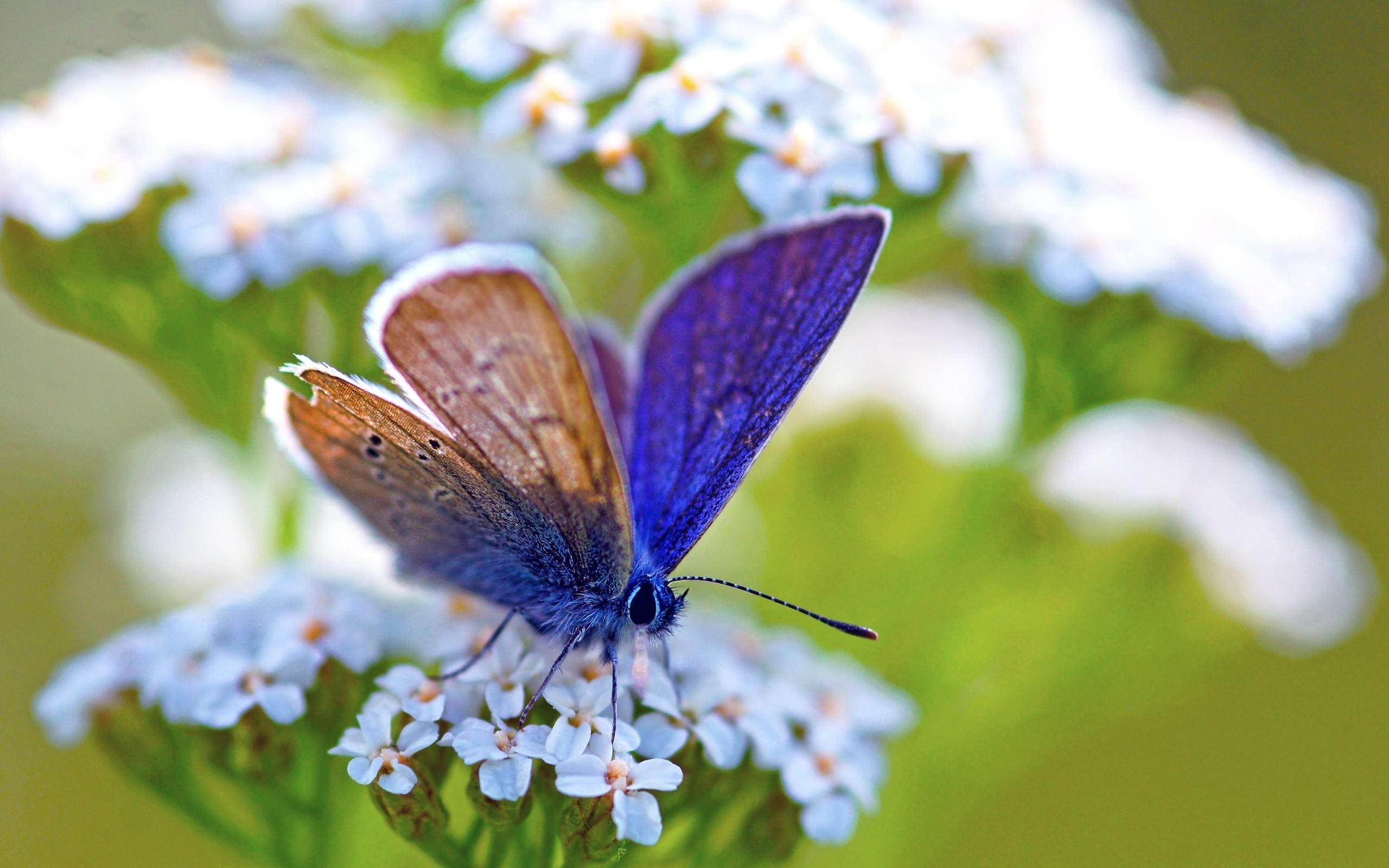 animal wing, macro, freshness, butterfly - insect, close-up, 2K, beauty in nature, animals in the wild, lepidoptera, plant, vulnerability, fragility, animal, HD Wallpaper