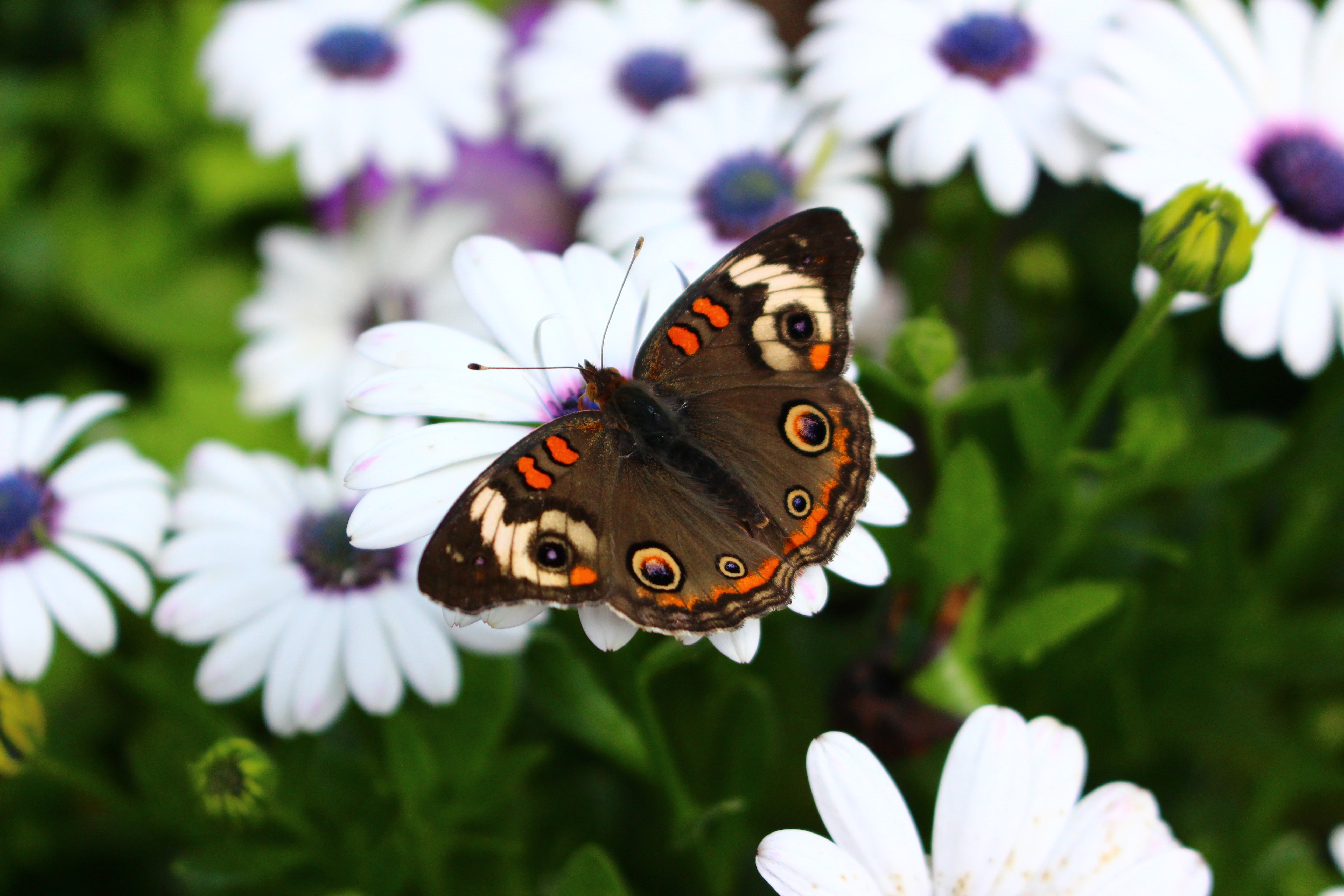 animal themes, flowering plant, butterfly, animal, fragility, animal wing, pollination, pollen, freshness, close-up, beauty in nature, no people, flower, HD Wallpaper