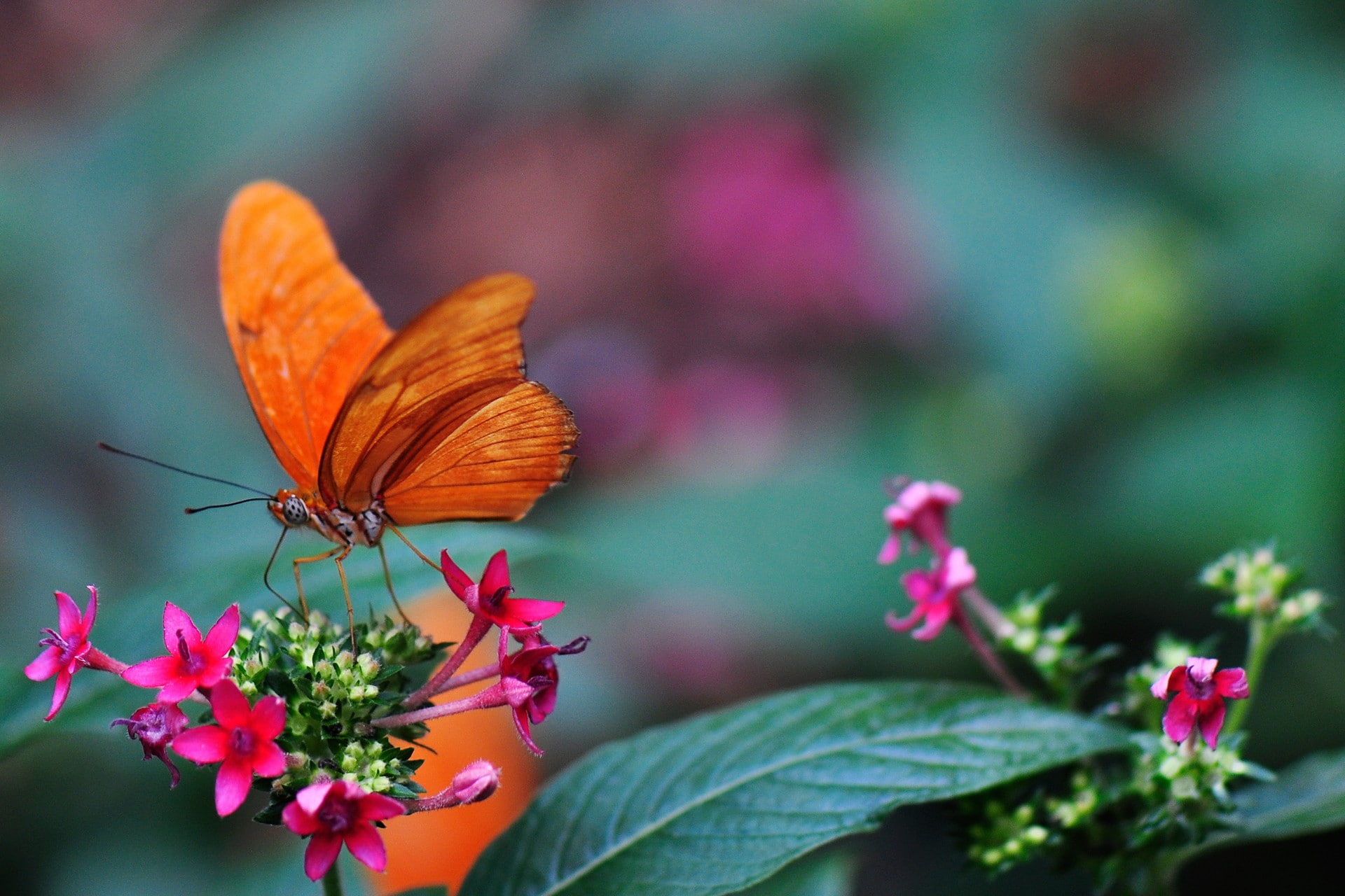 plants, plant part, animal, fragility, beauty in nature, outdoors, nature, close-up, flowers, one animal, freshness, animal wing, flower head, petal, animals in the wild, HD Wallpaper