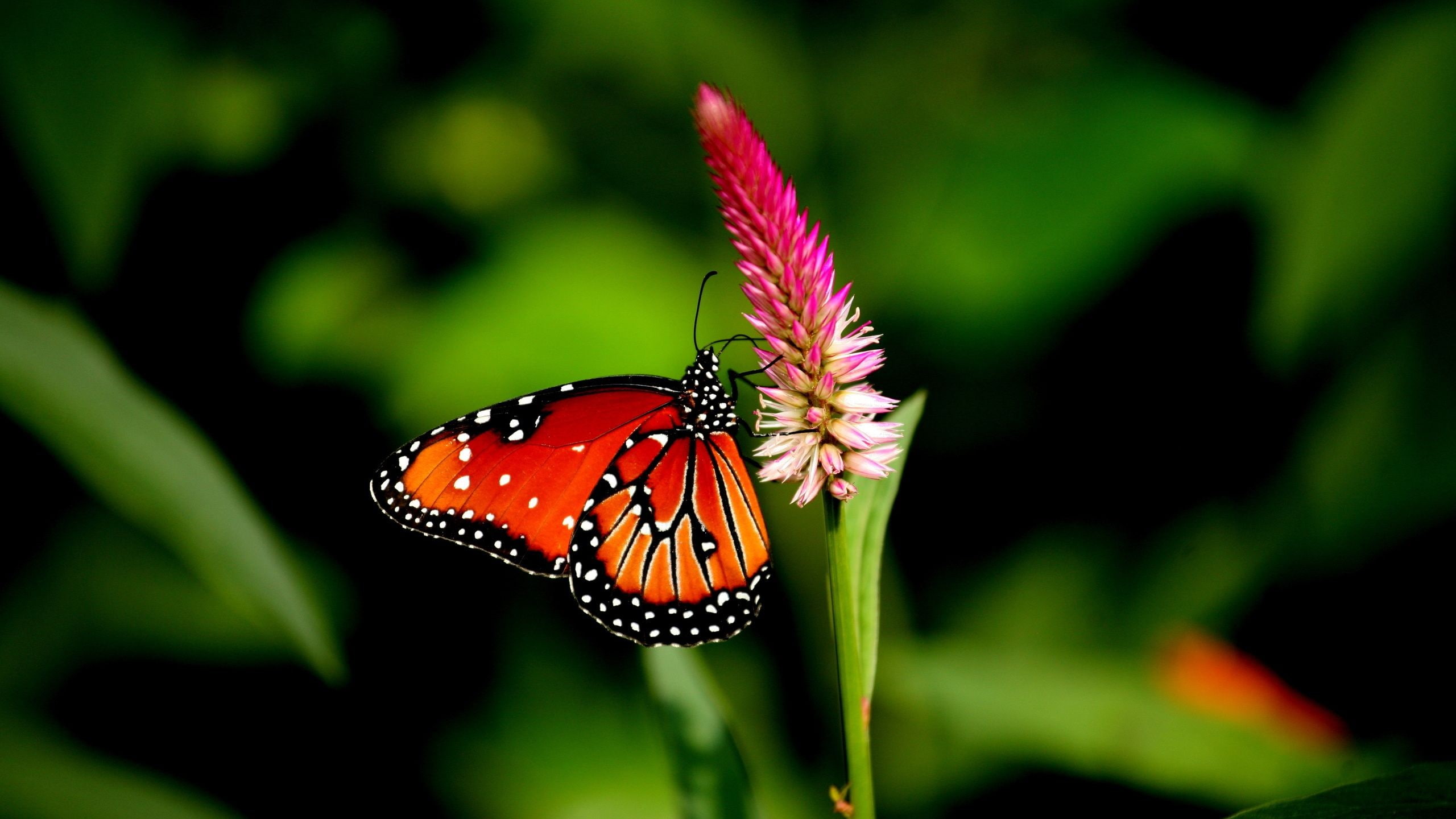 macro, lepidoptera, insect, 2K, animals, HD Wallpaper