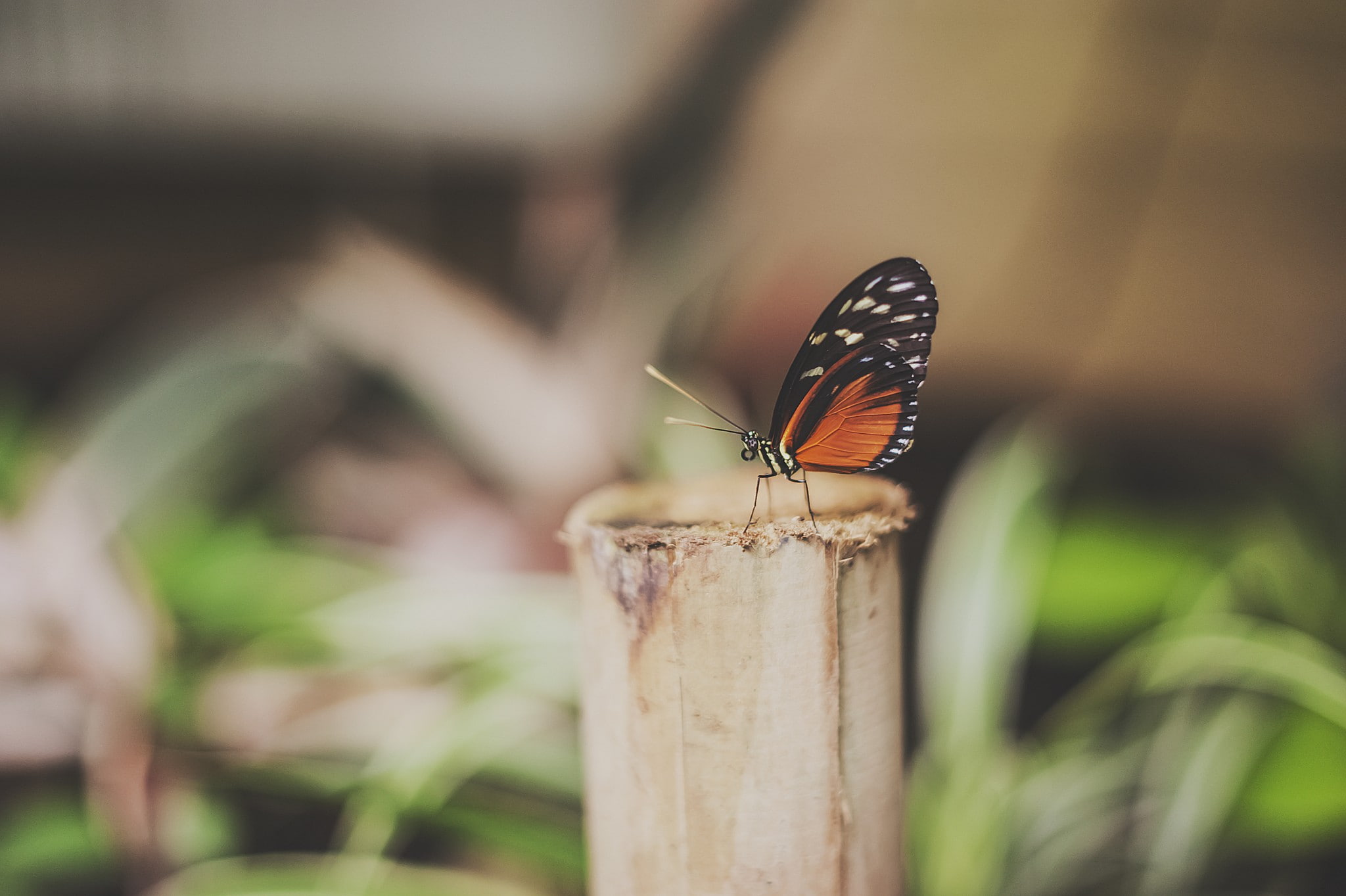 perching, invertebrate, butterfly, outdoors, 1080P, close-up, animals in the wild, one animal, butterfly - insect, day, animal, wood - material, lepidoptera, HD Wallpaper