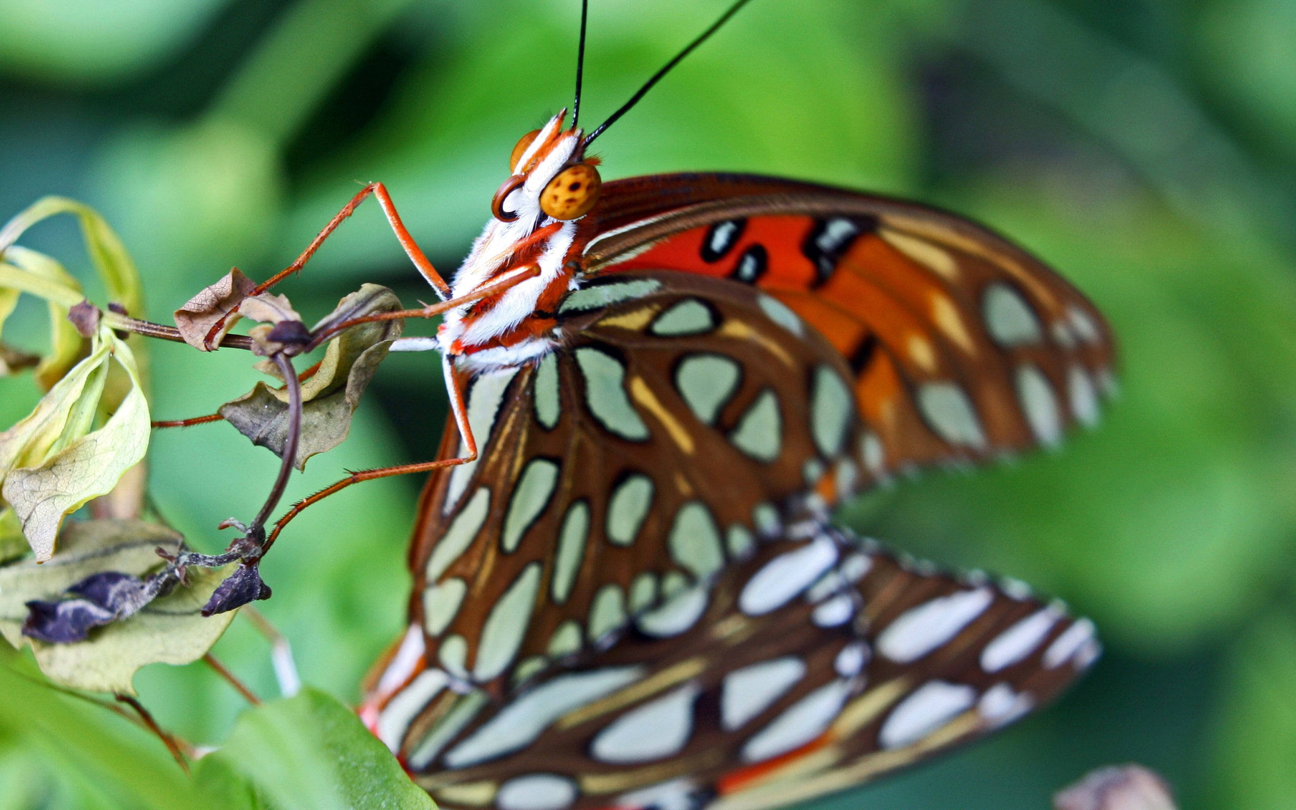 animal wildlife, animal wing, one animal, butterfly - insect, animal body part, 2K, animal themes, animals in the wild, no people, beauty in nature, invertebrate, HD Wallpaper