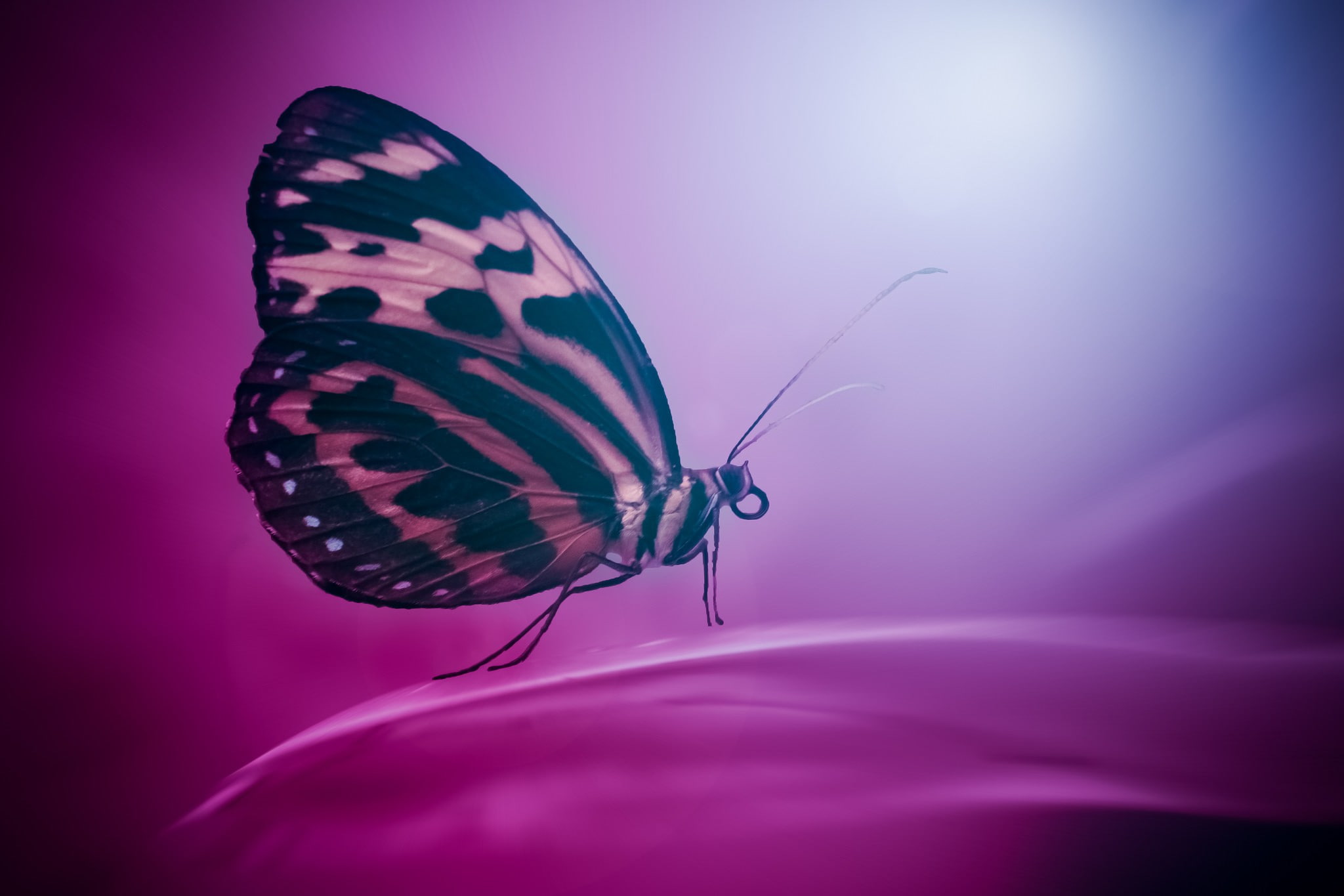 macro, 1080P, lepidoptera, insect, animals, HD Wallpaper