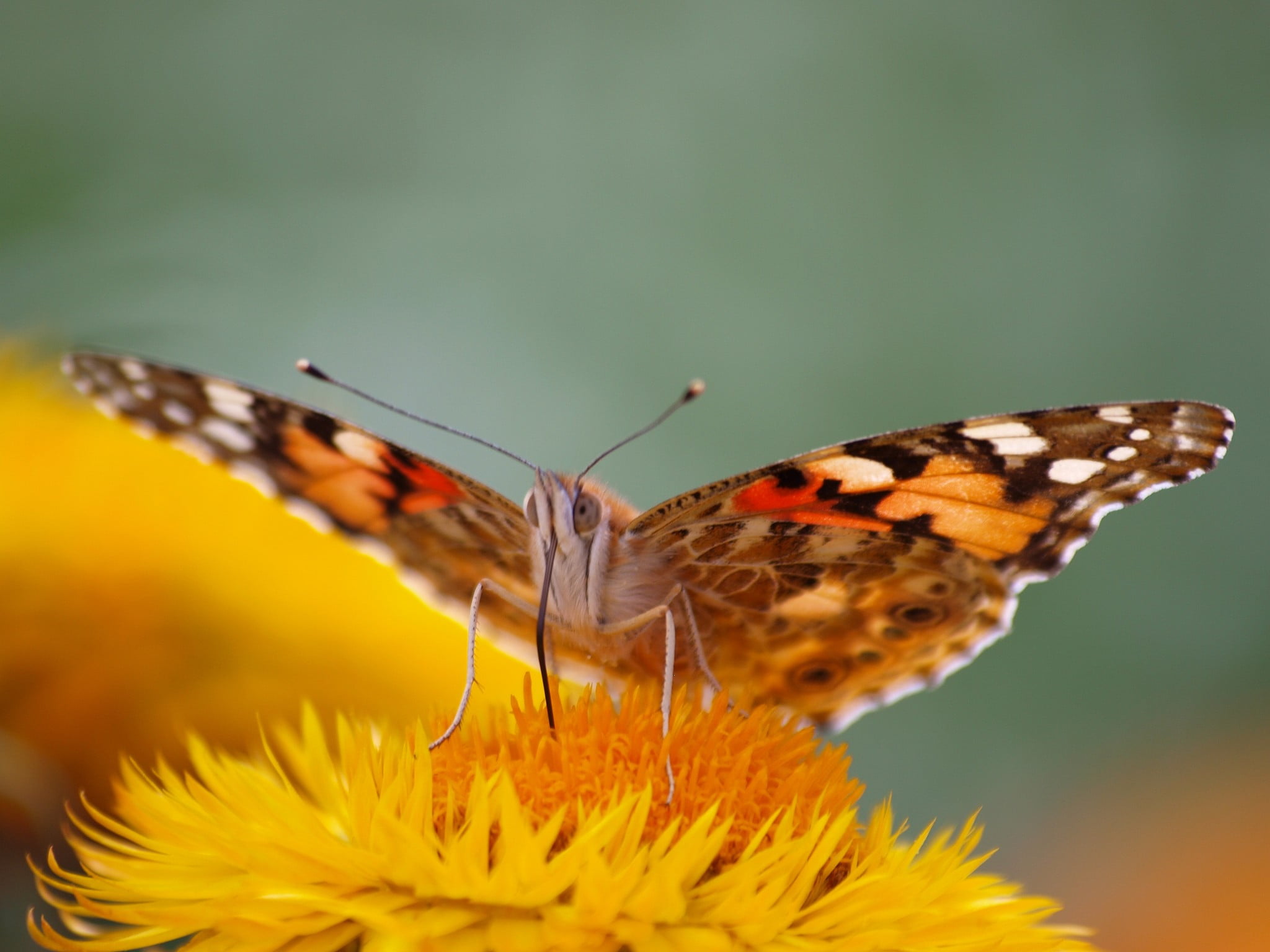 one animal, plant, animal wildlife, butterfly - insect, animal wing, animal, insect, lepidoptera, no people, animals, macro, fragility, butterfly, animals in the wild, HD Wallpaper