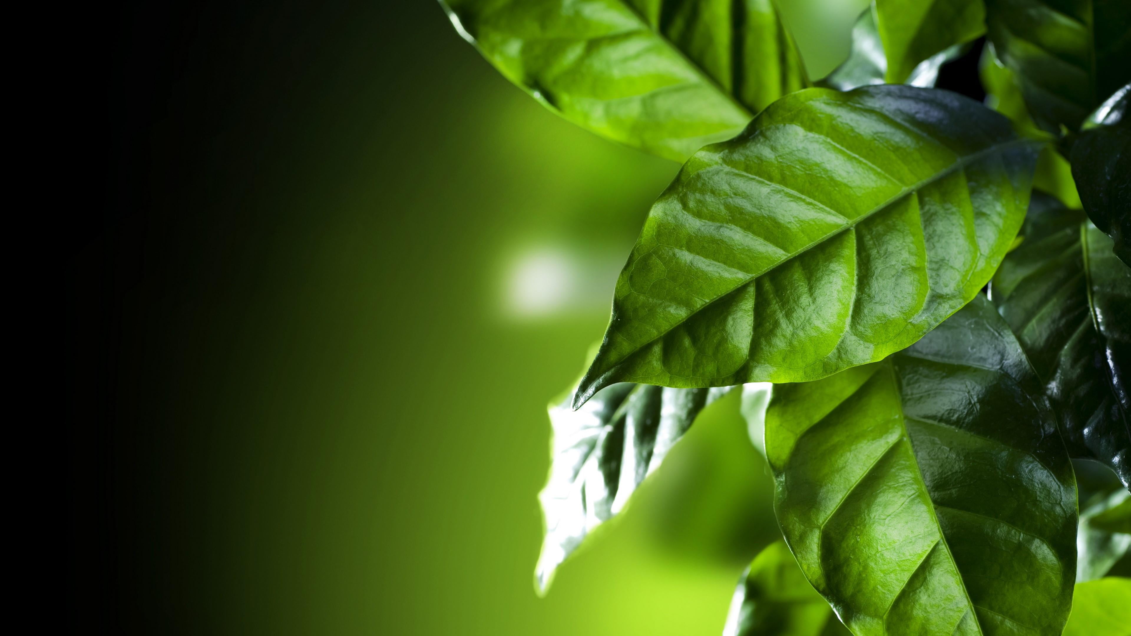 green color, day, branch, close up, plant, leaf, copy space, green leaves, growth, single object, tree, no people, outdoors, coffee leaf, focus on foreground, HD Wallpaper