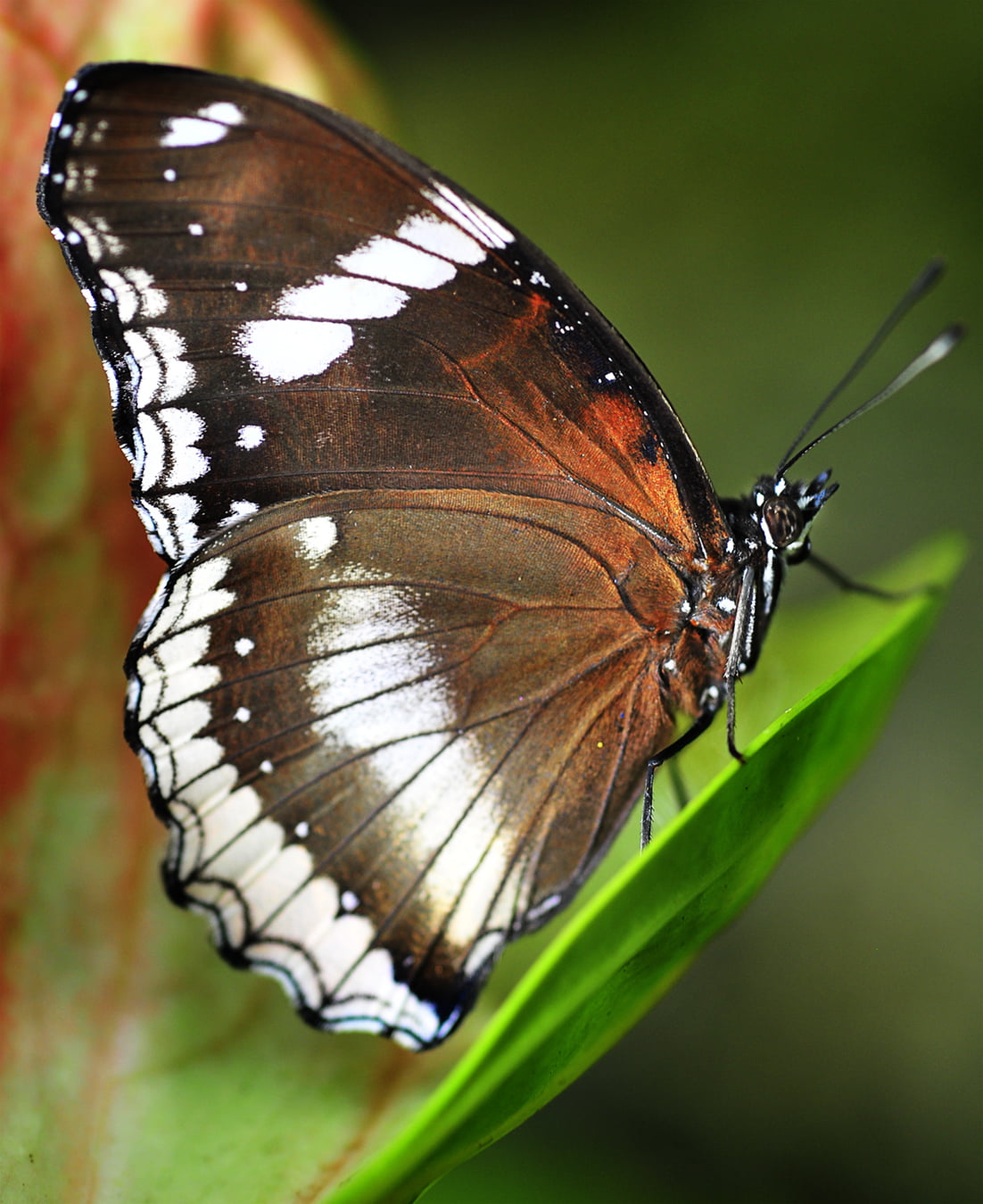Watcher, Buzz, white butterfly, fragility, macro photography, collection, black, Sanctuary, attraction, park, white, Astounding, black, Bugz, butterfly - Insect, Phone HD Wallpaper