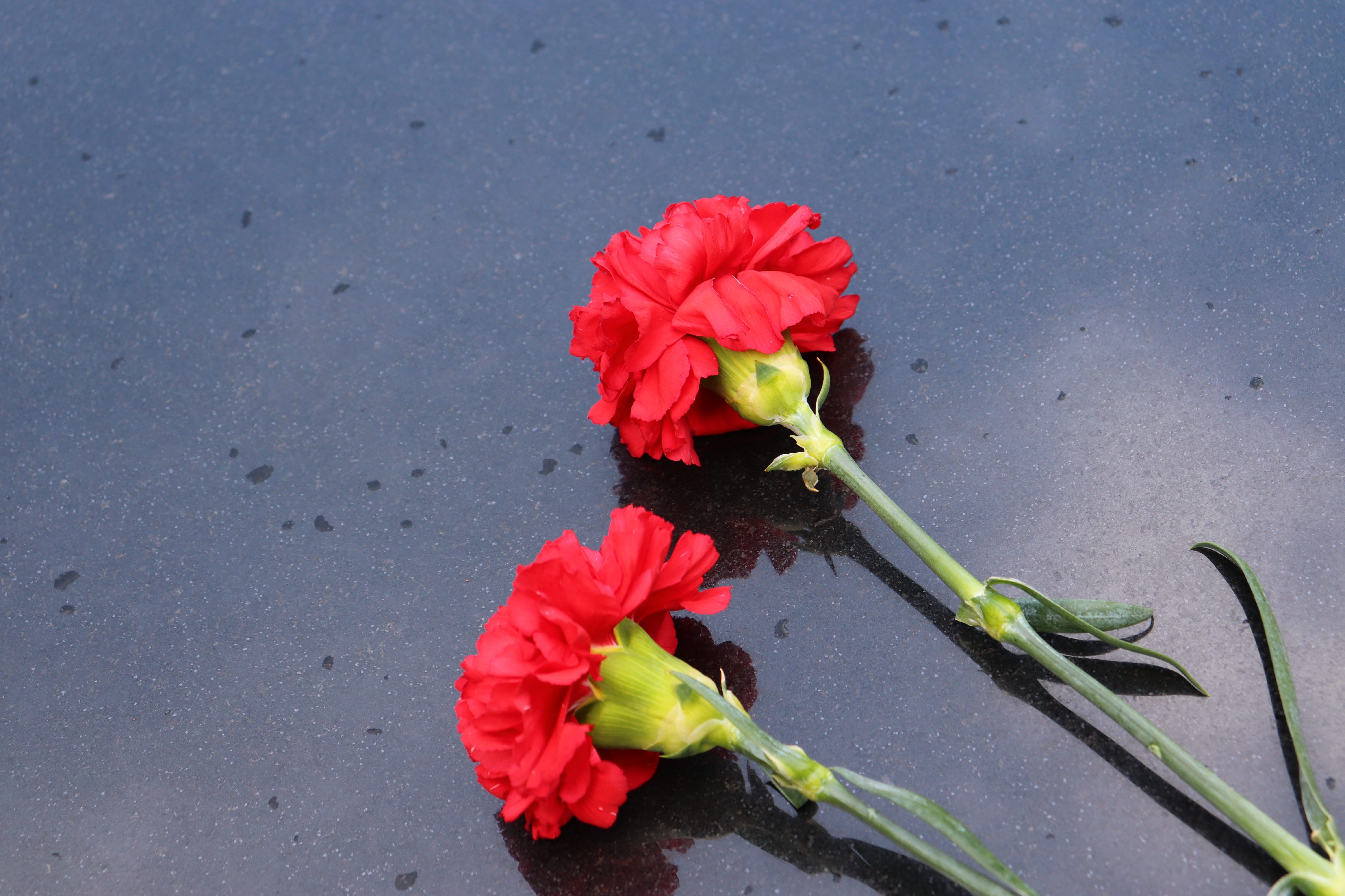 nature, inflorescence, symbol, high angle view, rose, beauty in nature, plant stem, rose - flower, close-up, decoration, plant, freshness, red, day, two red carnations, HD Wallpaper