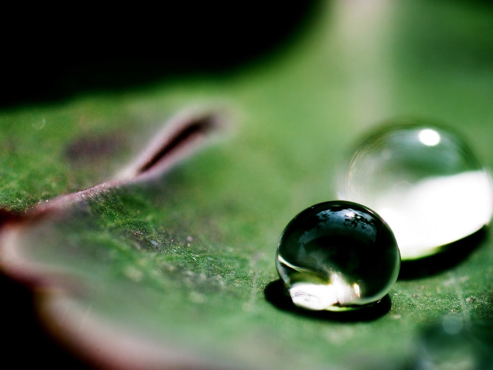 green Color, plant part, close-up, summer, plant, drops, sphere, no People, beauty In Nature, reflection, 720P, green, raindrop, wealth, leaves, macro, HD Wallpaper