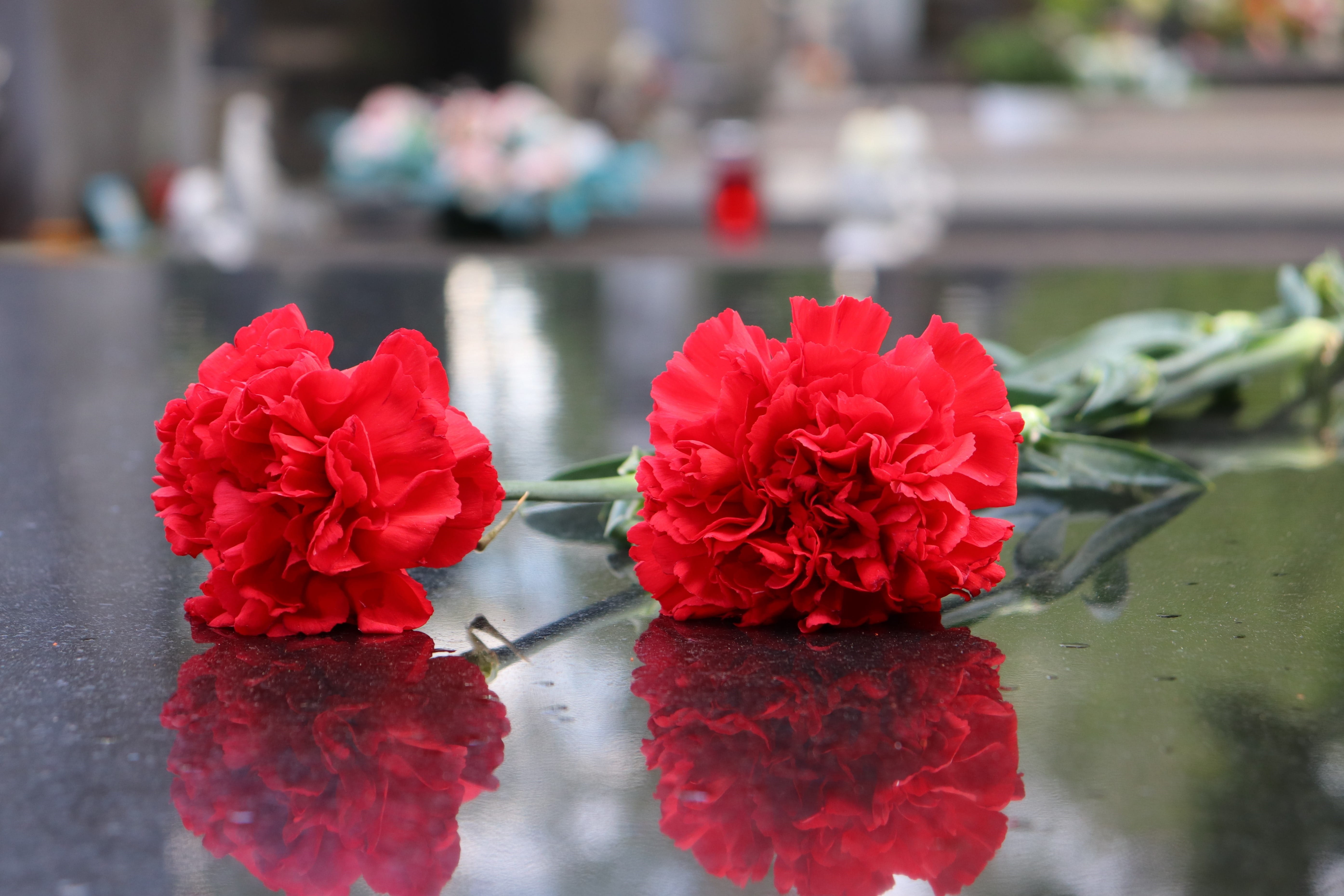 focus on foreground, flower head, red, symbol, vulnerability, close-up, inflorescence, nature, outdoors, beauty in nature, petal, day, bunch of flowers, HD Wallpaper