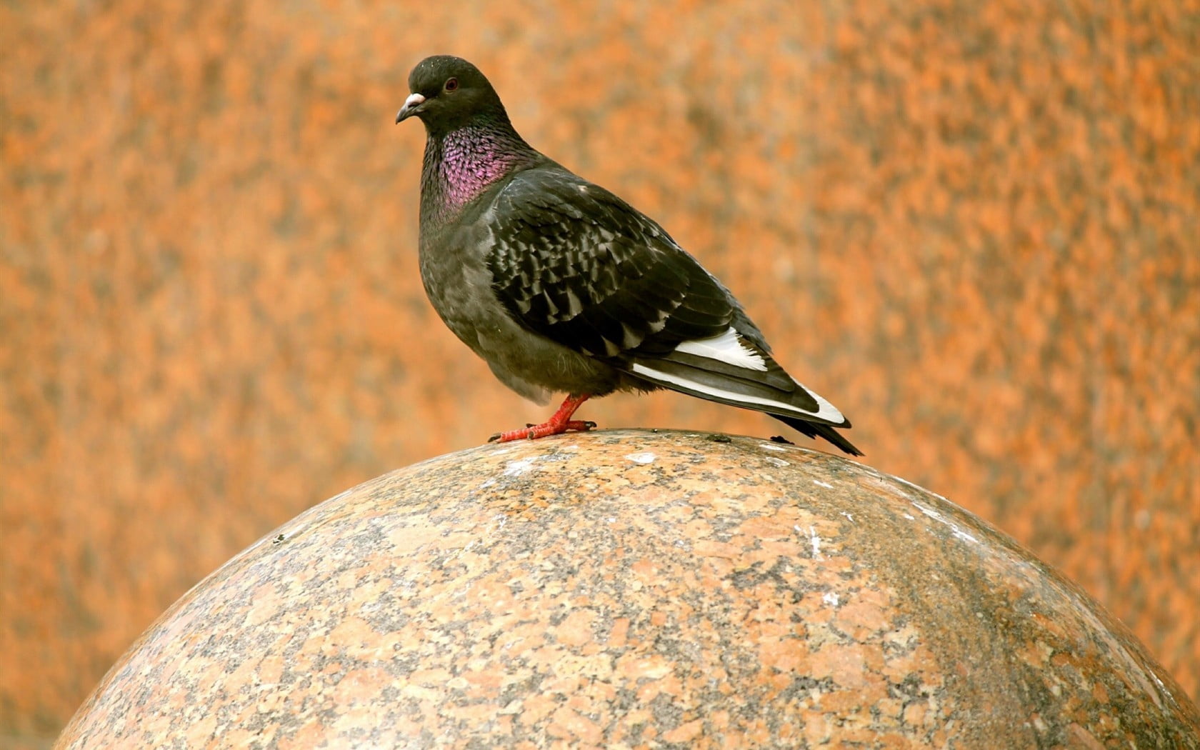 ball, animal wildlife, rock, pigeon, focus on foreground, feather, animal themes, beauty In Nature, 720P, animal, beak, perching, marble, color Image, HD Wallpaper