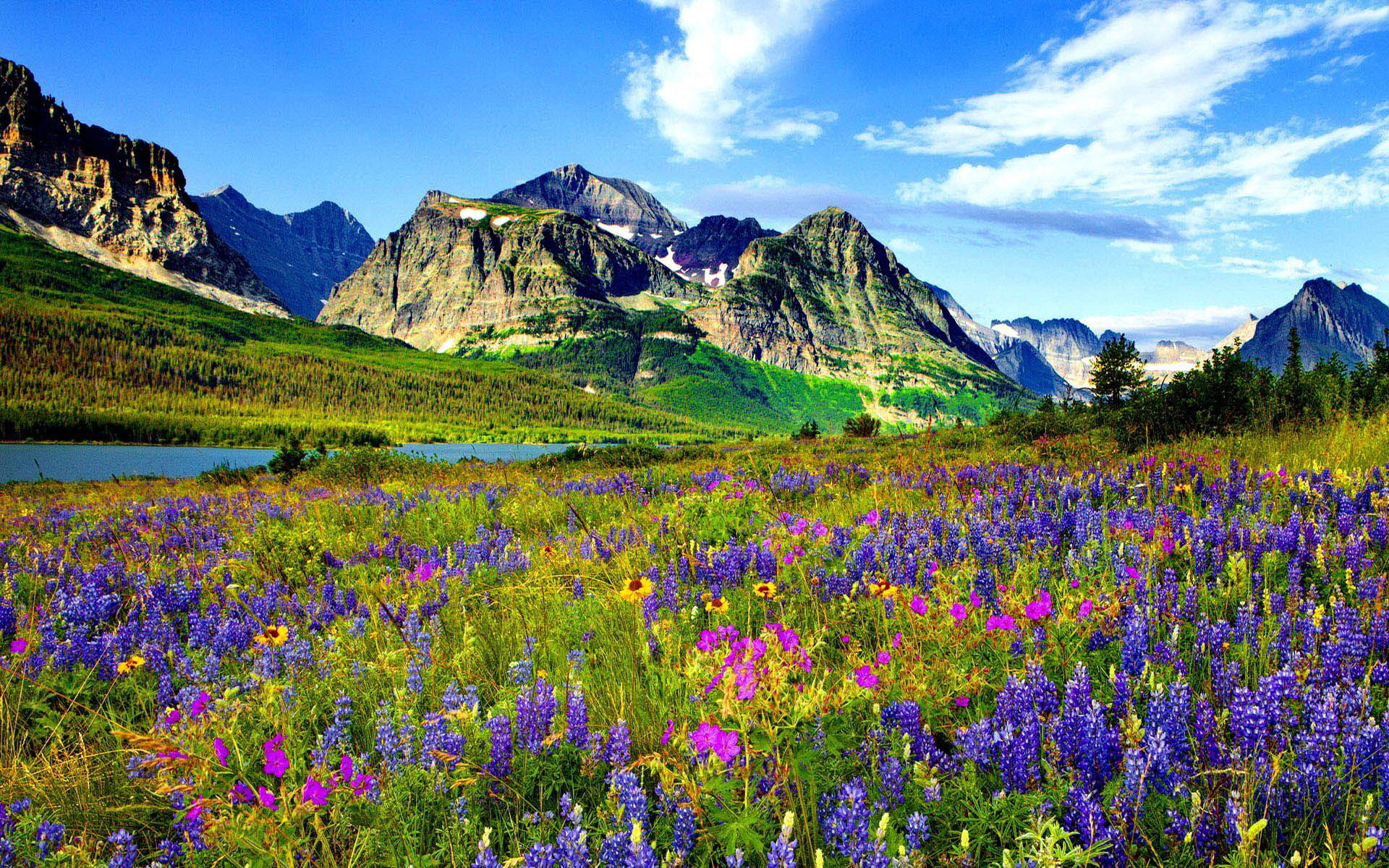 mountain, 1080P, colorado, rocky, flowers, blue, sky, hd, white, clouds, HD Wallpaper