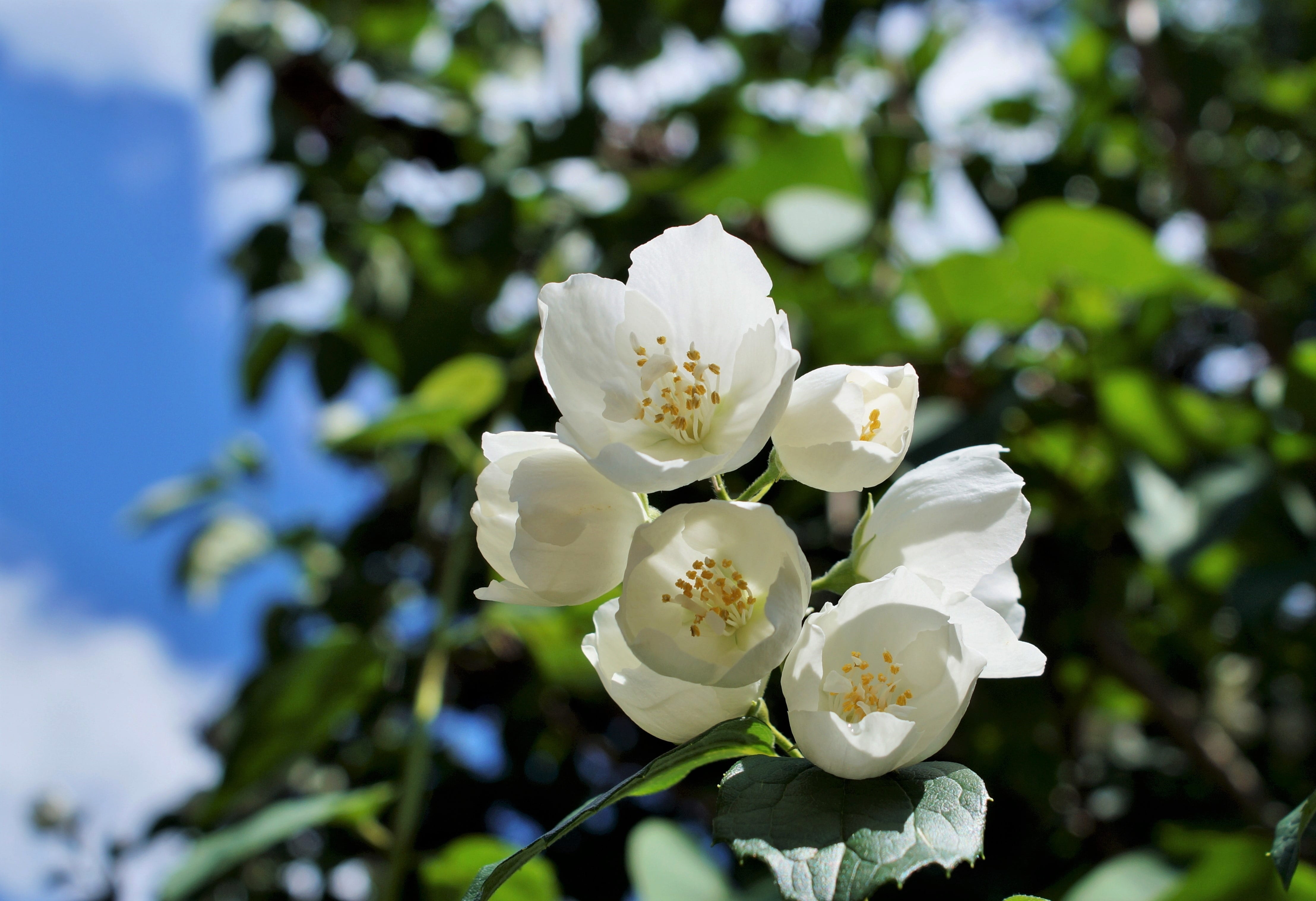 mock orange, flower, no people, white color, inflorescence, day, vulnerability, outdoors, tree, petal, springtime, white jasmine, 4K, focus on foreground, HD Wallpaper