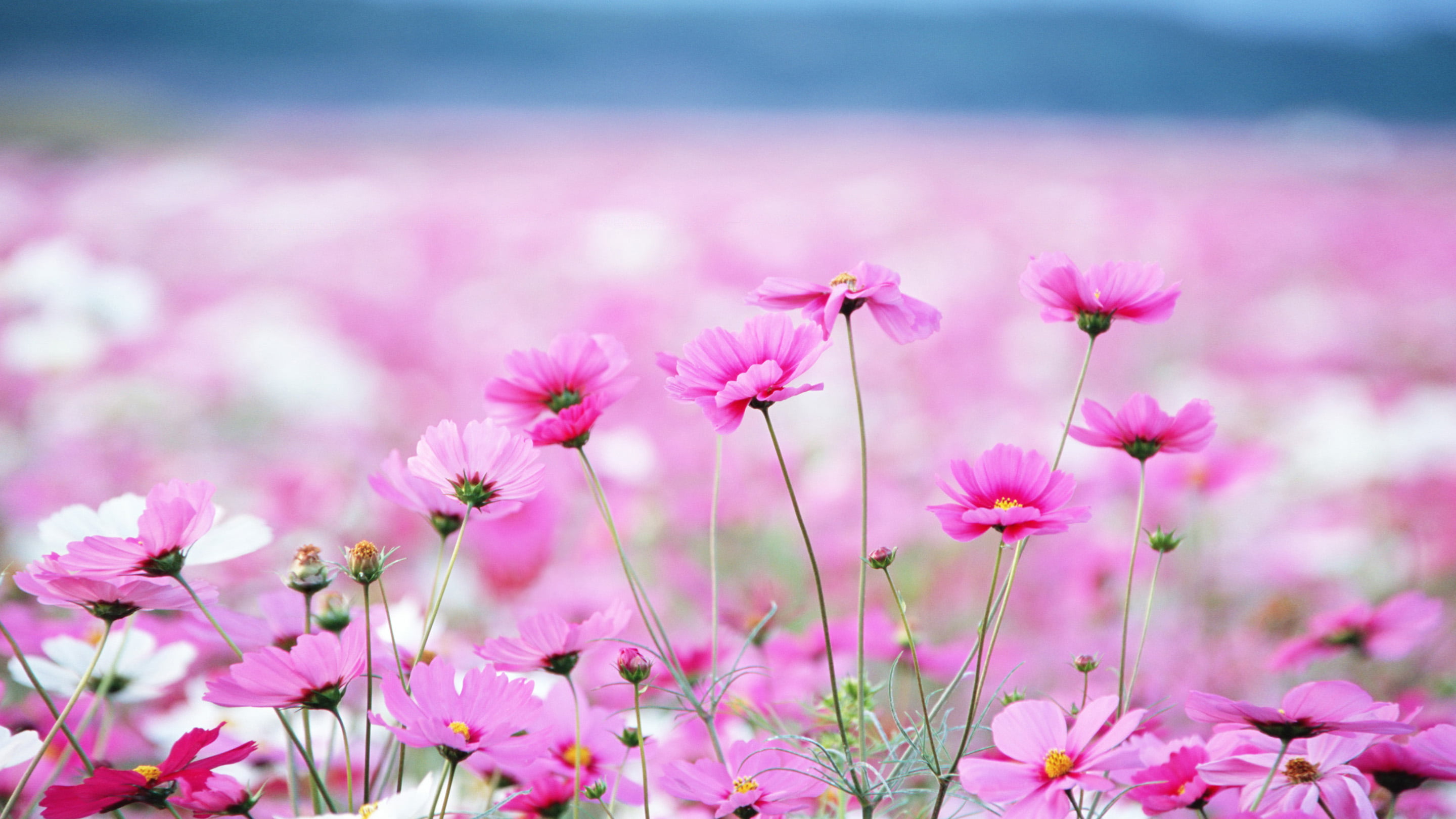 daisy, softness, land, flowerbed, sky, 2K, plant, flowers, water, fragility, flower, springtime, idyllic, freshness, pink color, nature, purple, flower head, HD Wallpaper