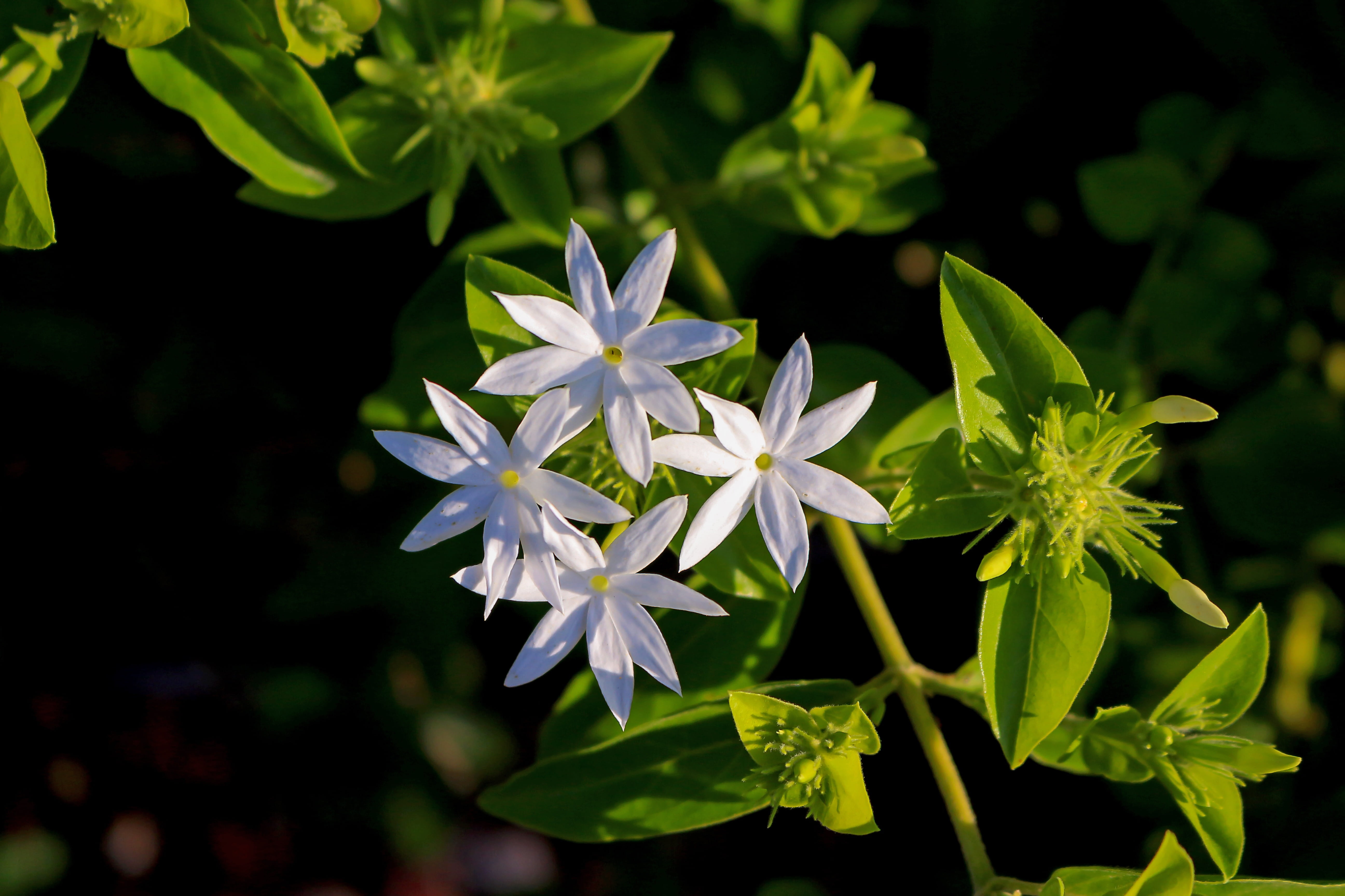 freshness, flowers, no people, nature, jasminum multiflorum, inflorescence, plant, white, growth, leaf, flowering plant, 5K, day, indian jasmine, white color, HD Wallpaper