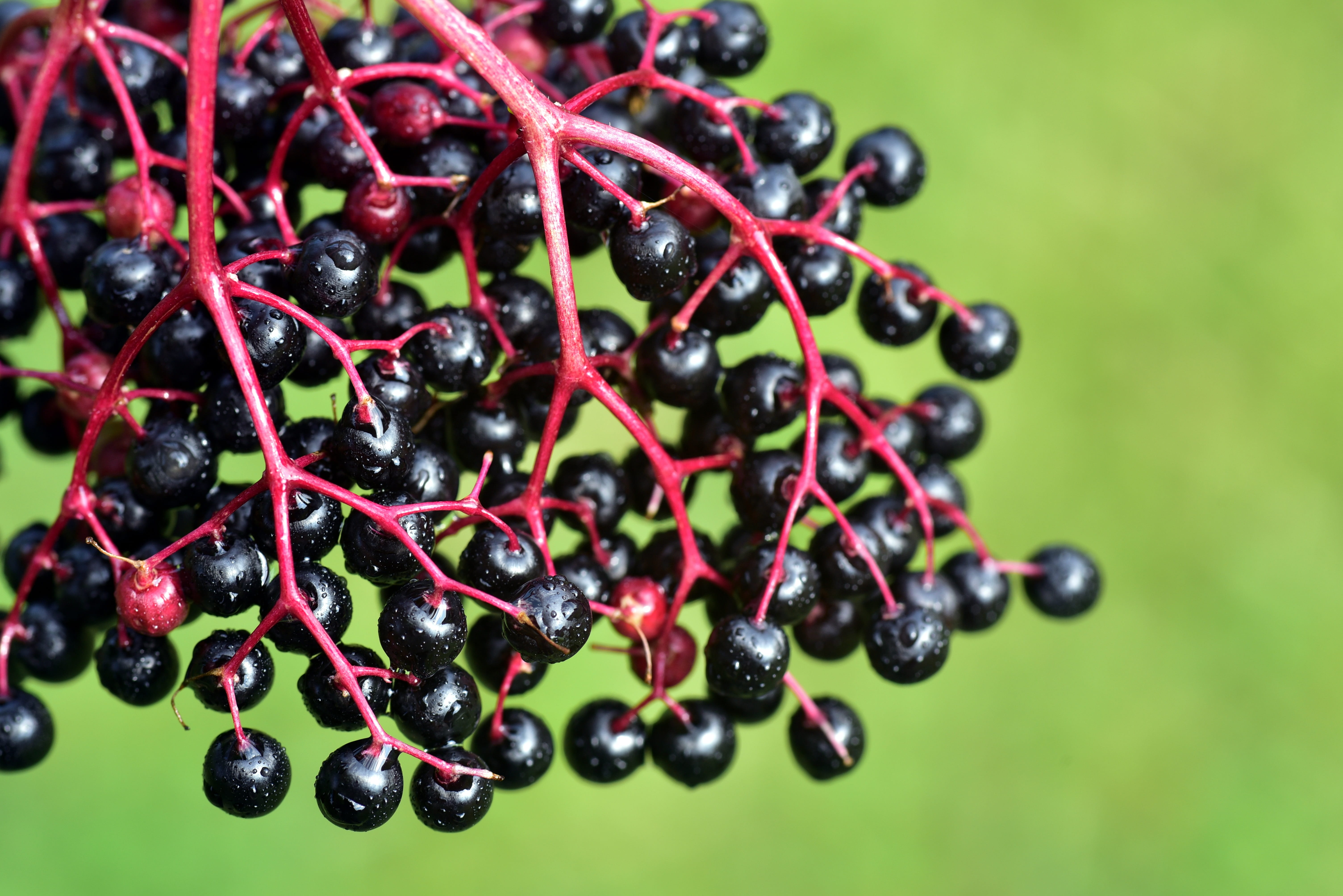 no people, freshness, healthy, sweet, 5K, elderberries, growth, eat, focus on foreground, black, food, grow, blueberry, berry fruit, elder, red, nature, HD Wallpaper