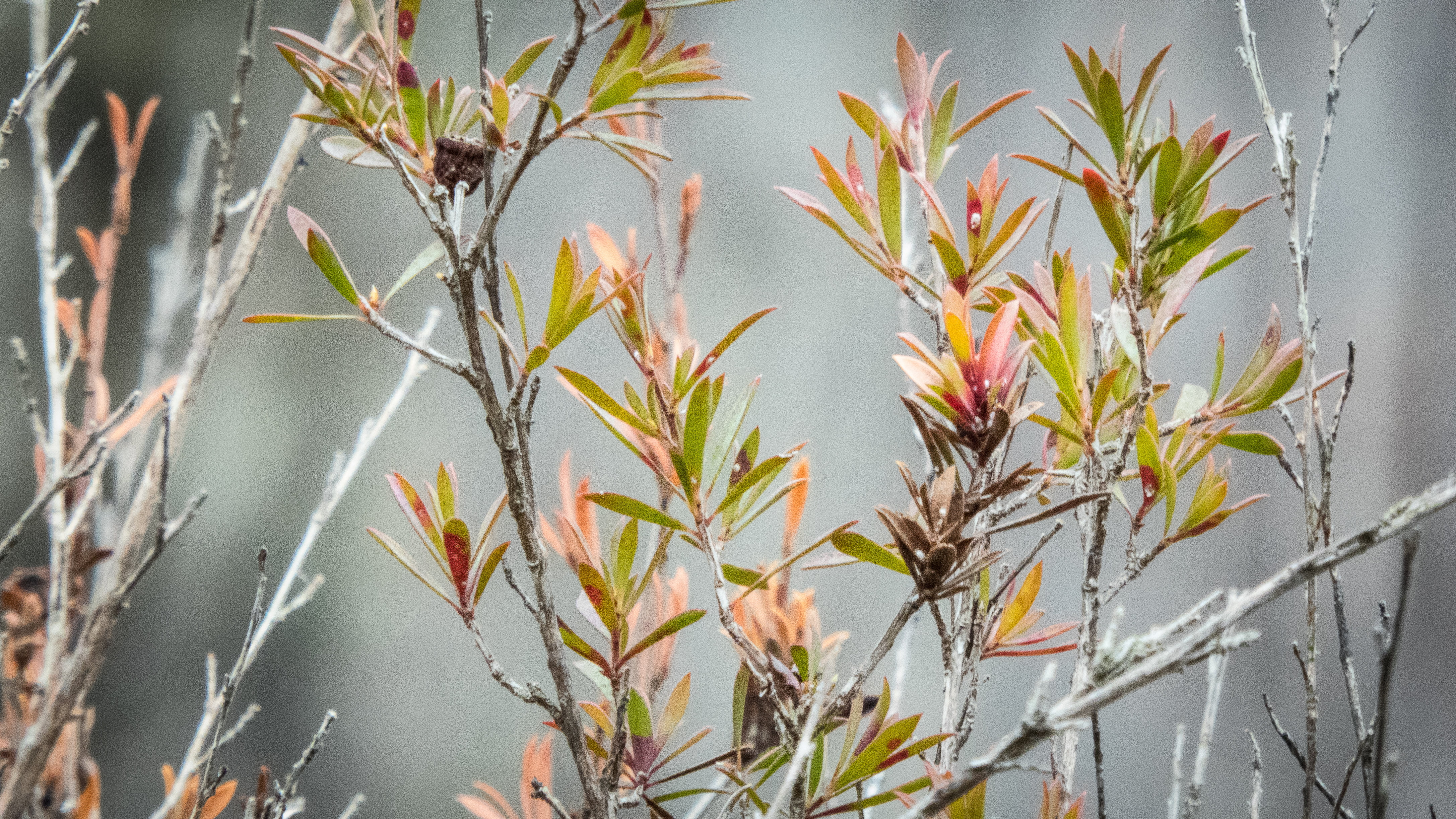 photo, togs, bushfire, green  group, pink, closeup, englewood, adelaide, white, 4K, meetup, bridgewater, season, lumix, stalks, red leaf, photography, HD Wallpaper