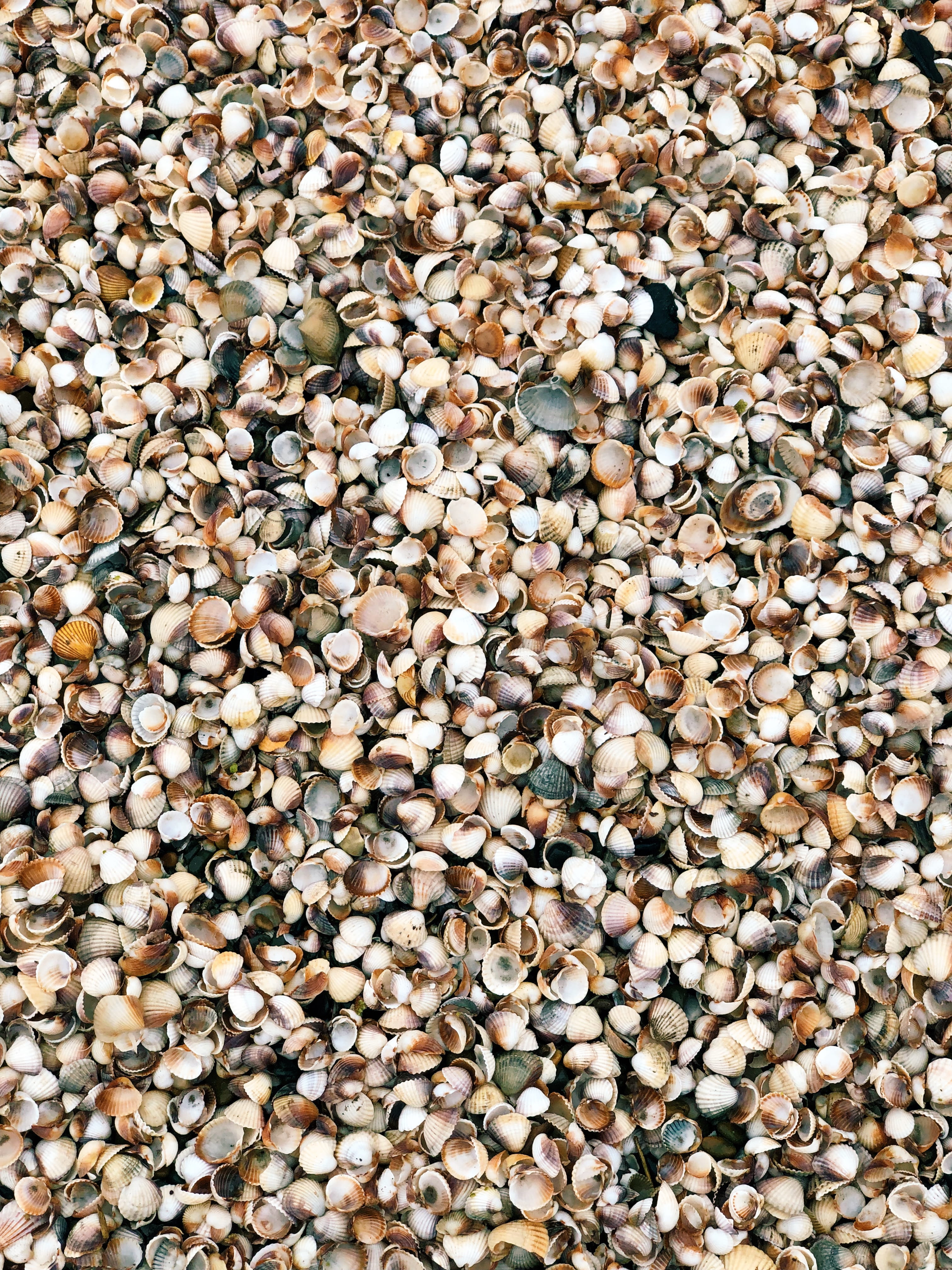 large group of objects, shells, healthy eating, abundance, texture, rug, freshness, outdoors, seashell, pattern, high angle view, no people, animal, shell, Phone HD Wallpaper