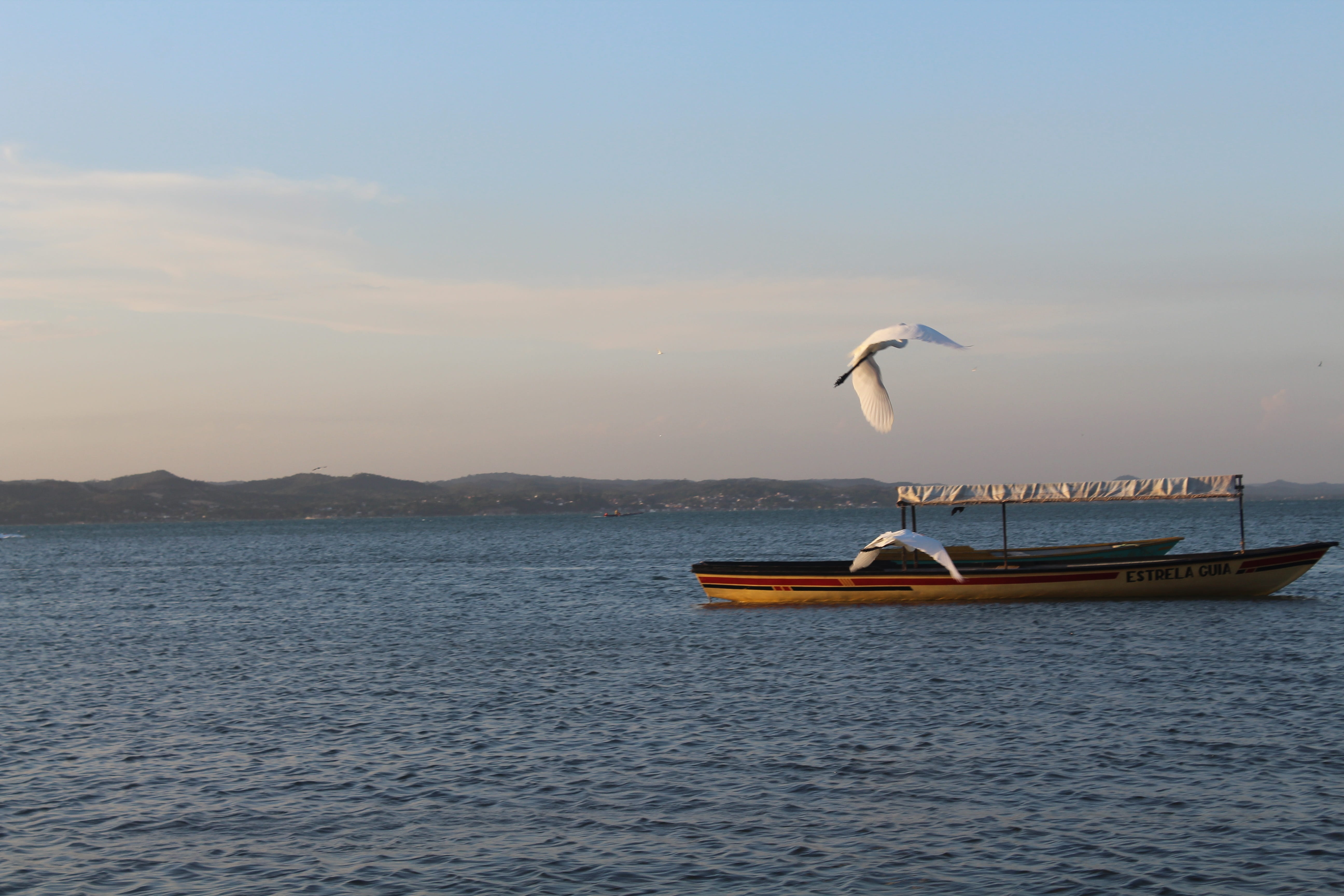 flying, transportation, mar, flight, tranquil scene, animals in the wild, paige, one animal, vertebrate, summer, nautical vessel, seagull, bird, animal wildlife, HD Wallpaper