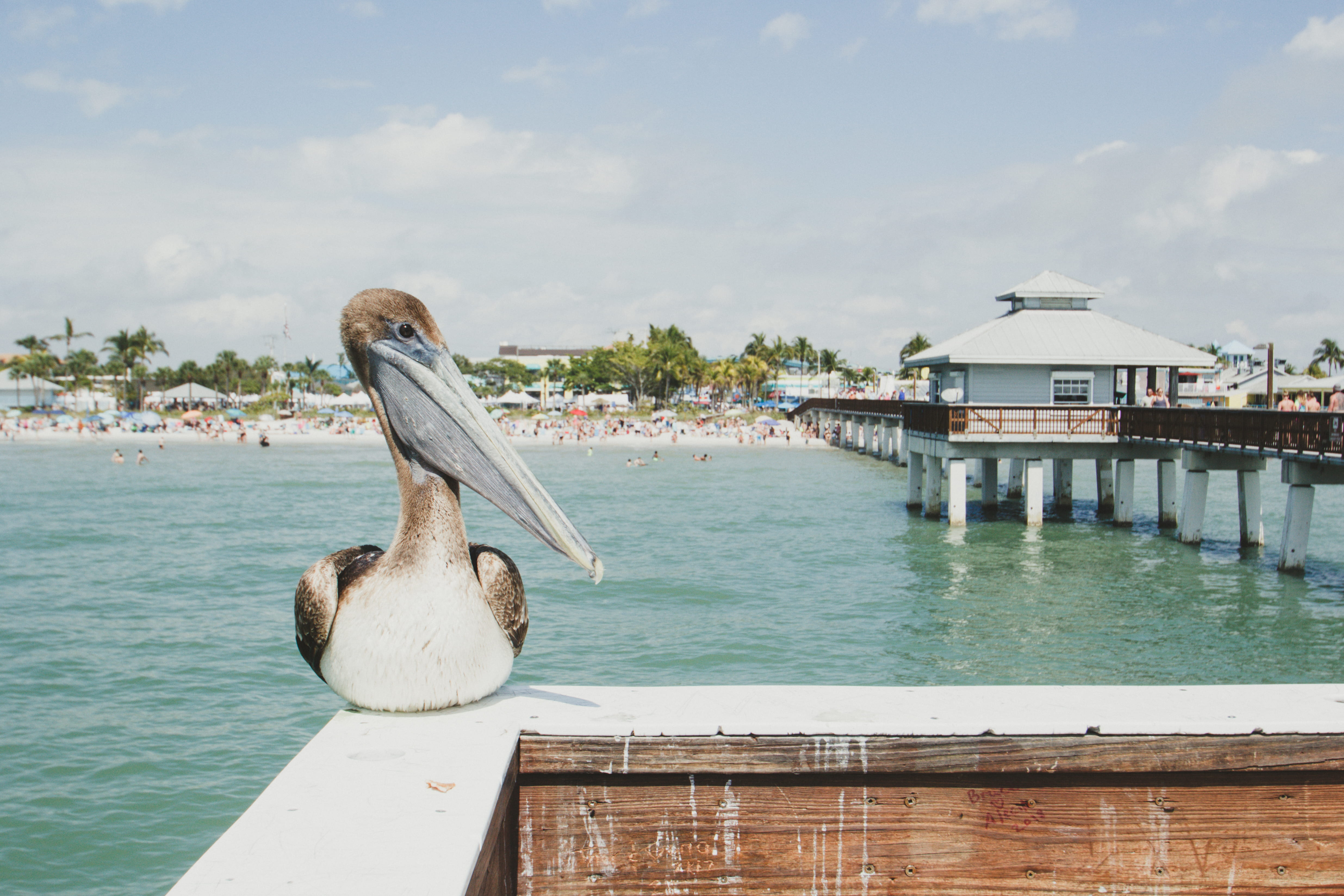 animal themes, near, pelican, shore, swim, bright, florida, water, fort myer, vacation, transportation, built structure, holiday, wildlife, ocean, sky, HD Wallpaper