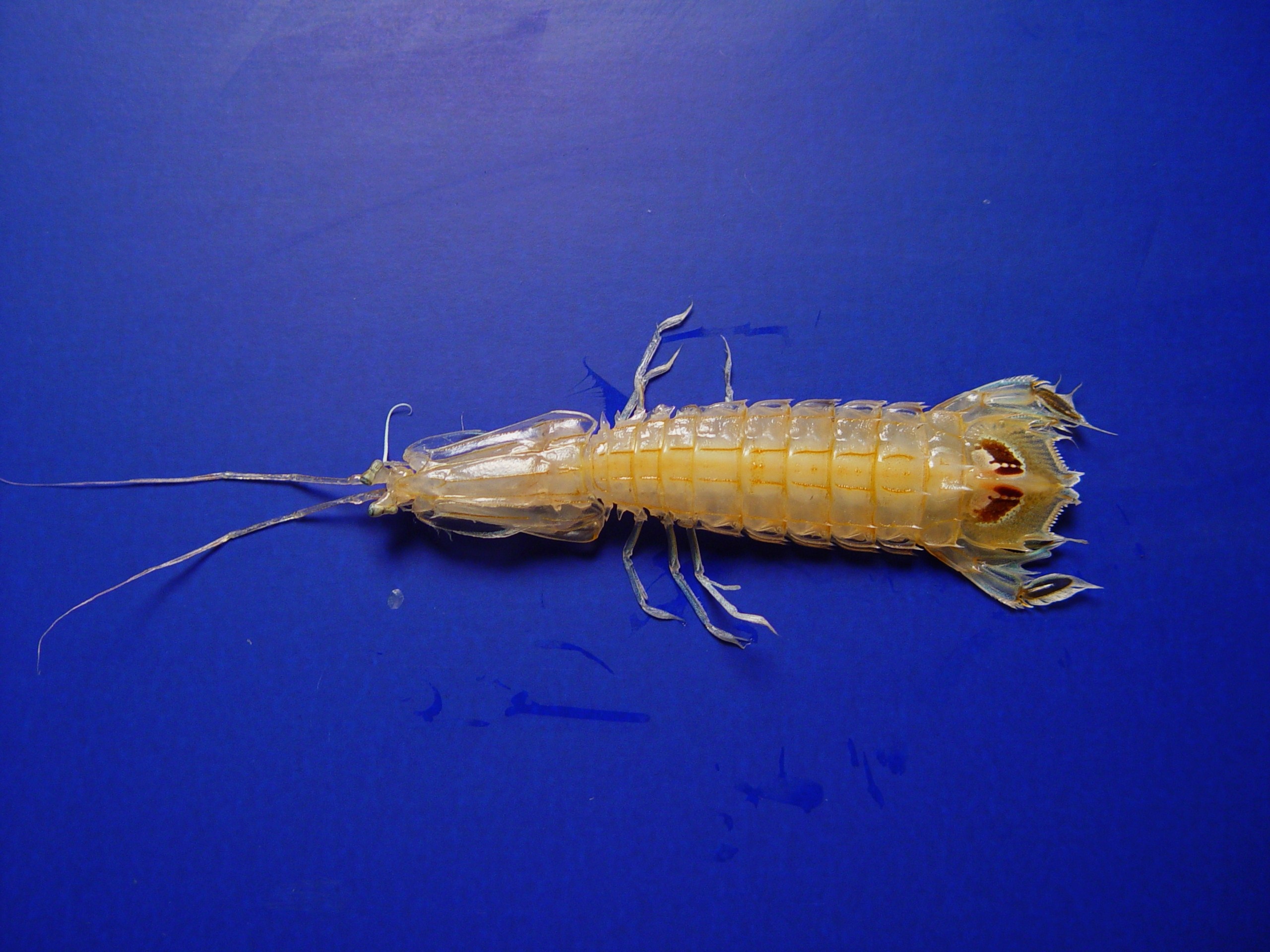sea, animal wildlife, insect, zoology, studio shot, one animal, predator, crustacean, close-up, water, blue background, blue, indoors, nature, copy space, HD Wallpaper