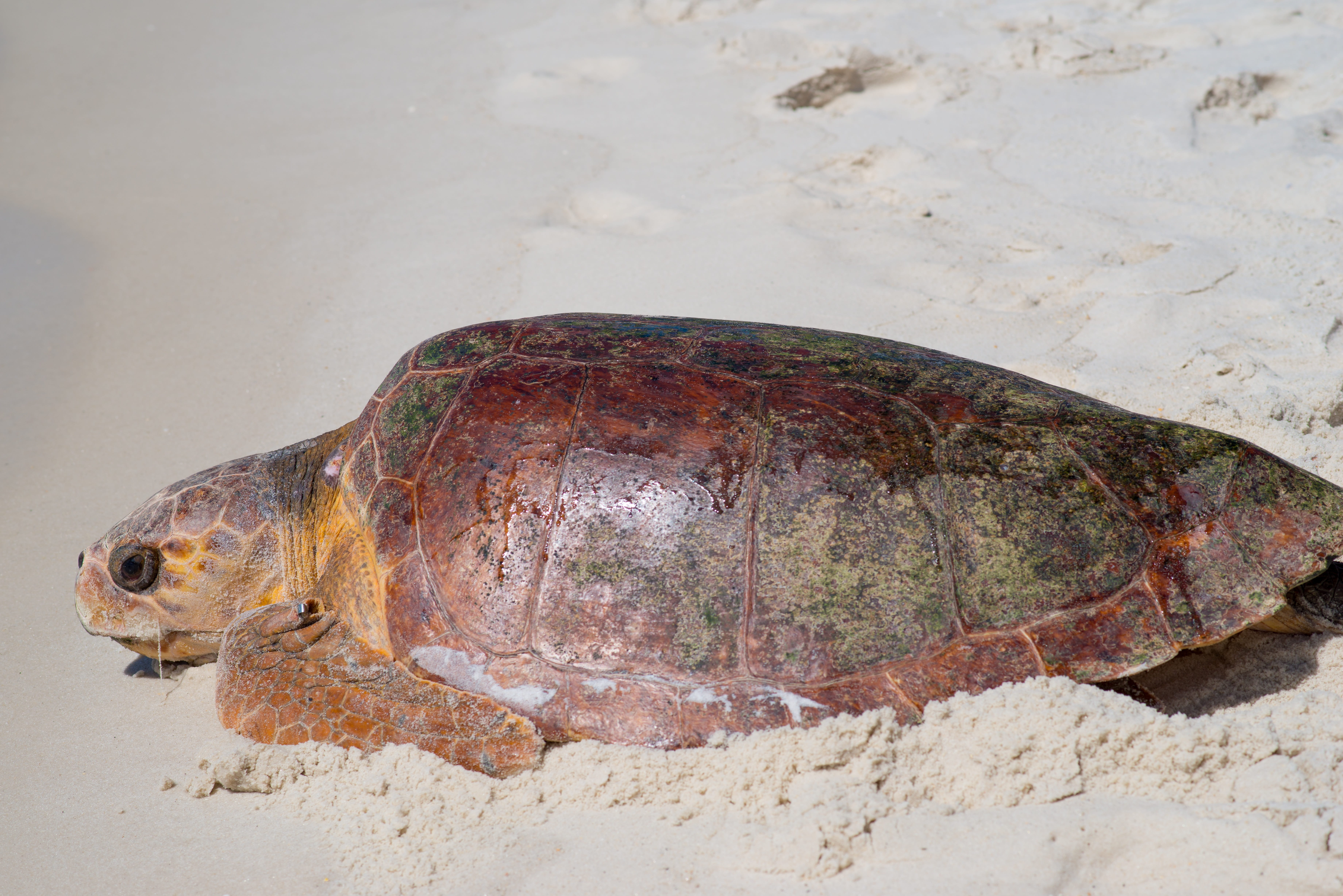 nature, animal, land, animal themes, gulf of mexico, no people, animals in the wild, animal head, 5K, marine, animal wildlife, sea, vertebrate, sea turtle, HD Wallpaper