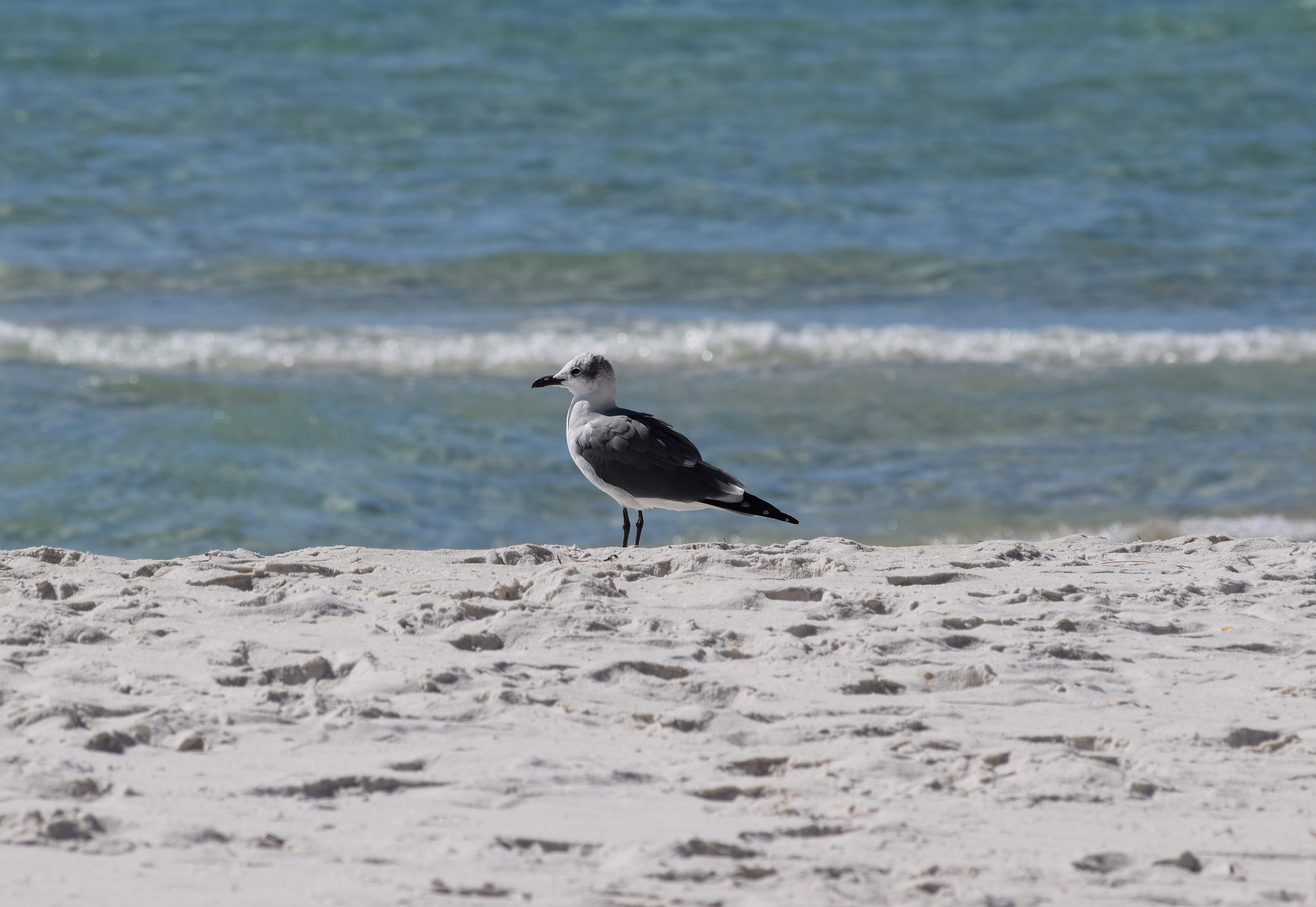 bird, travel, animals in the wild, animal, nature, sand, sea, one animal, gull, panama city beach, shore bird, beach, wave, 4K, perching, day, land, no people, HD Wallpaper