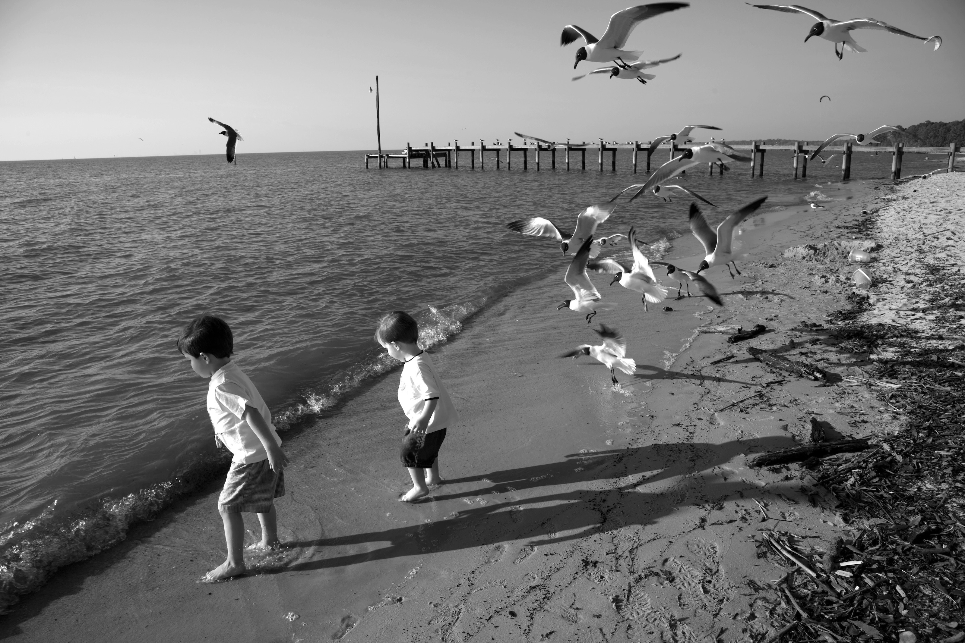 black and white, child, group of animals, shoreline, nature, outside, beach, vertebrate, lifestyles, childhood, real people, flocks, bird, pier, 2K, boys, HD Wallpaper