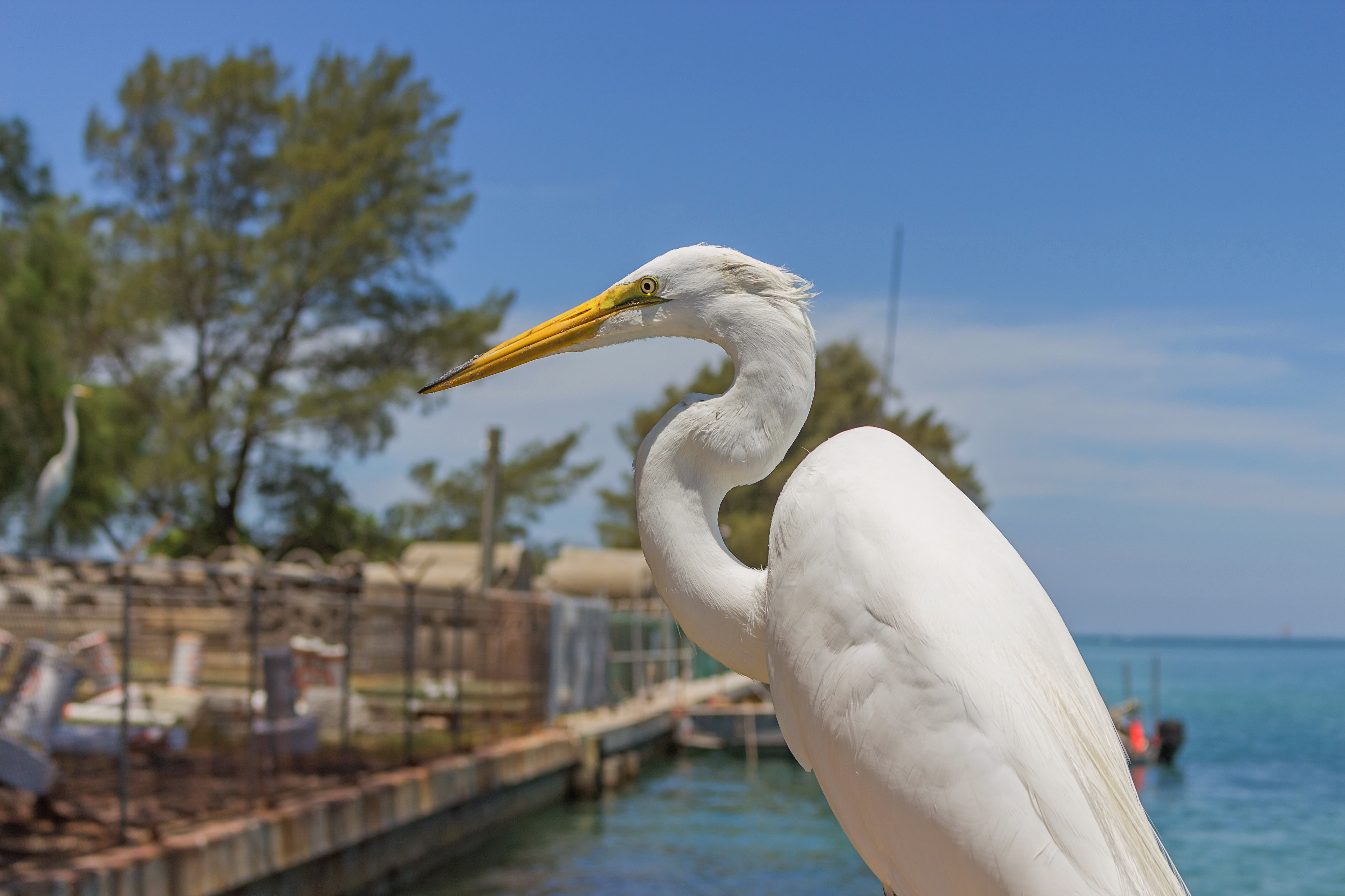 animal themes, one animal, florida, no people, day, white color, architecture, great egret, nature, focus on foreground, water, ardea alba, white, gulf of mexico, HD Wallpaper