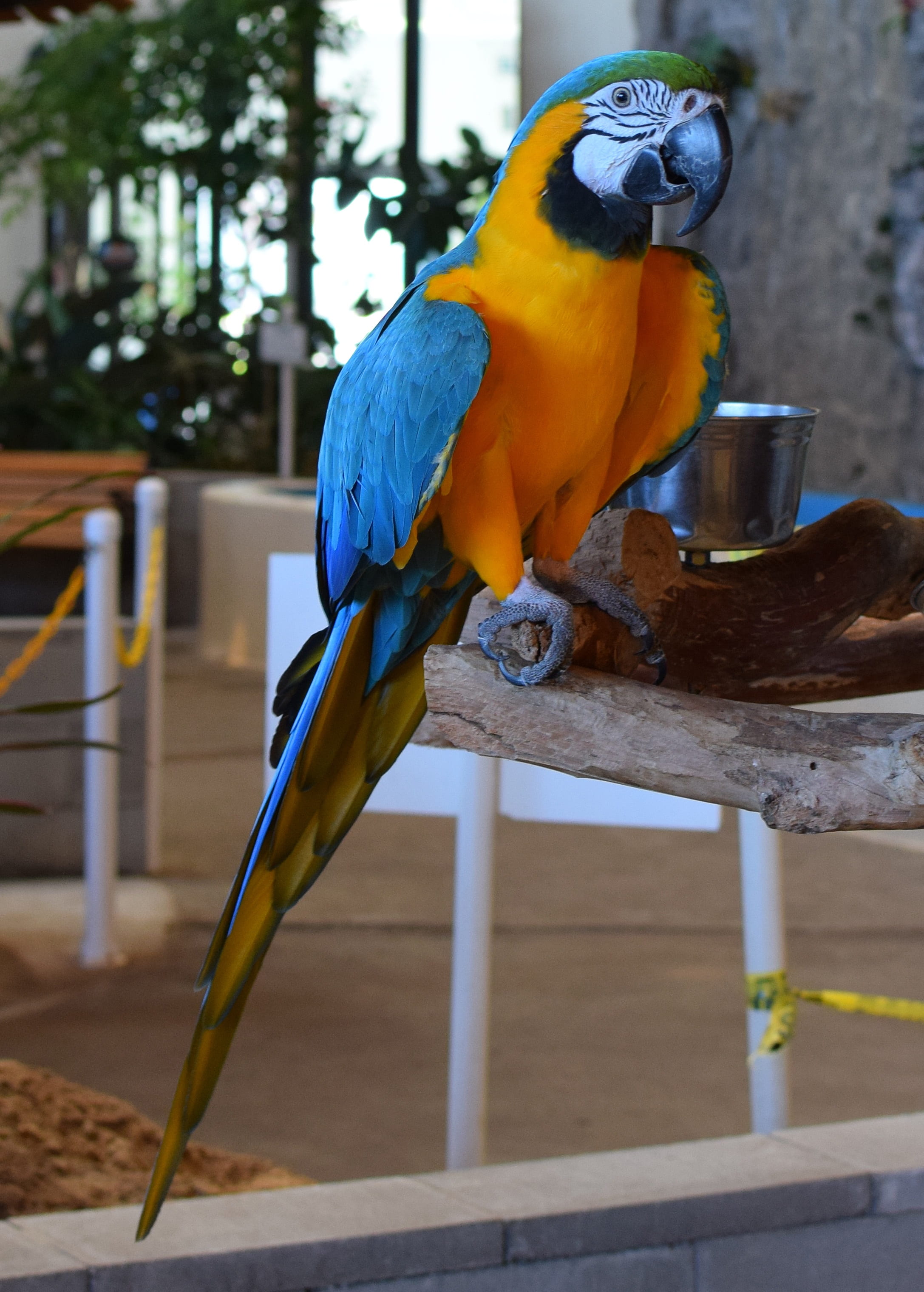 nature, wood - material, day, trained, parrot, perching, animal exhibit, vertebrate, animal, macaw, animal wildlife, gulf of mexico, bird exhibit, 2K, Phone HD Wallpaper