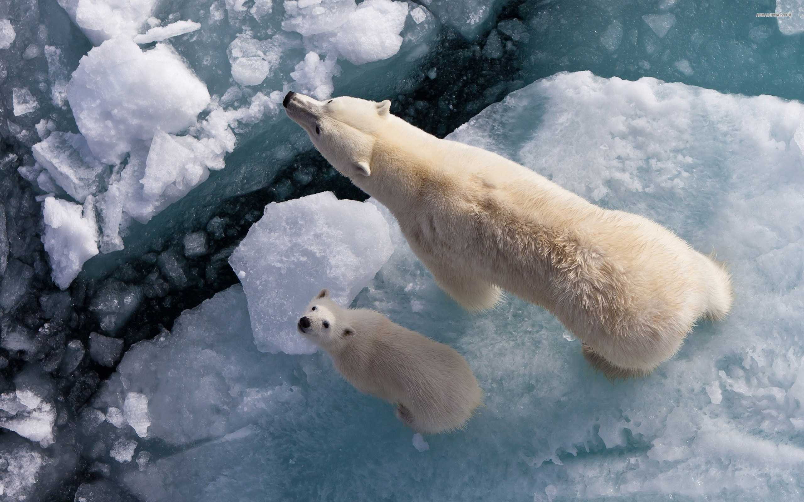 cub, bear, flyovers, beautiful, 2K, hd, polar, air, white, HD Wallpaper