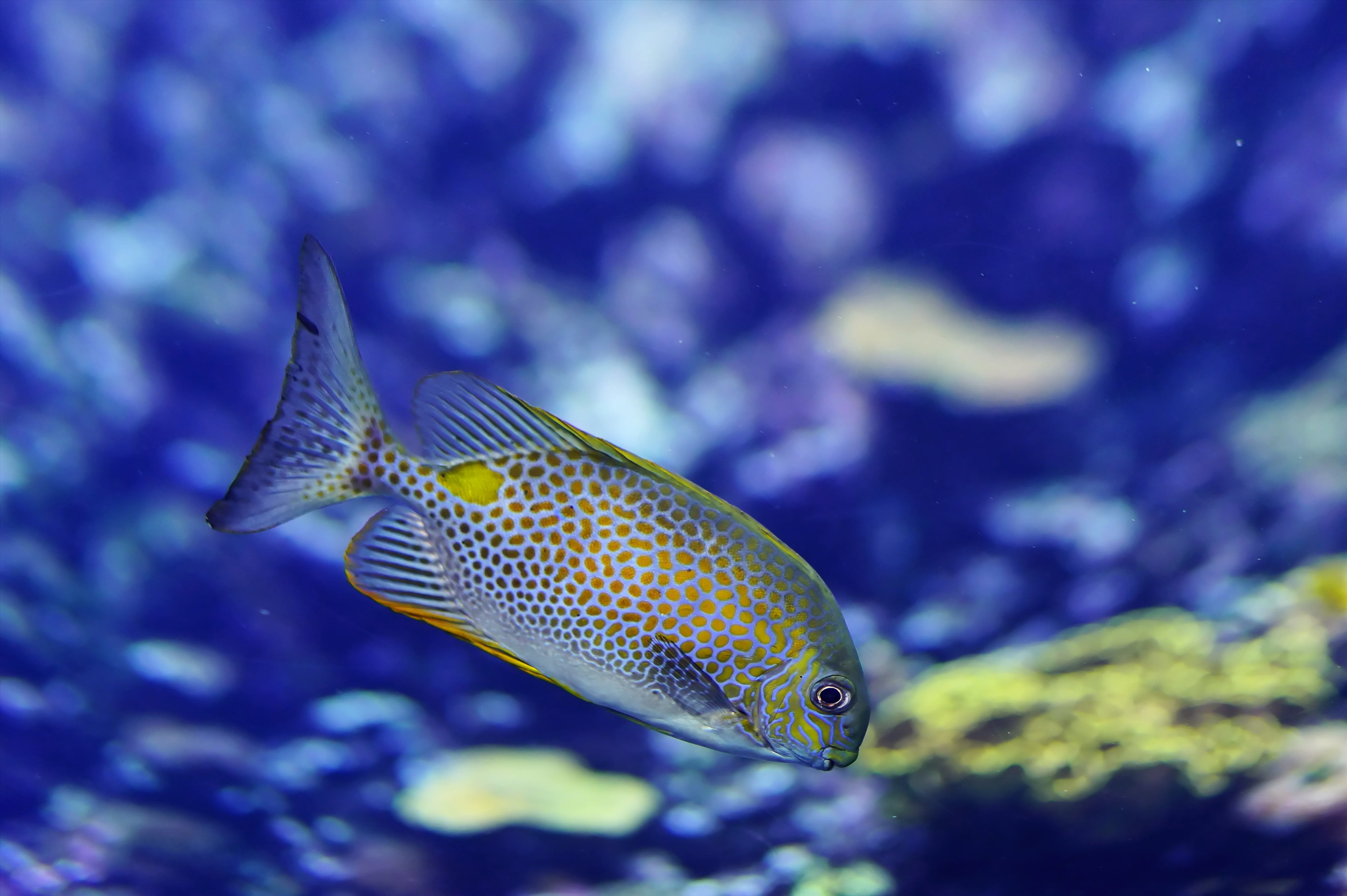 neon blue, wildlife, one animal, saltwater fish, sea ​​aquarium, underwater world, swimming, marine, animals in the wild, selective, blue, coral, no people, HD Wallpaper