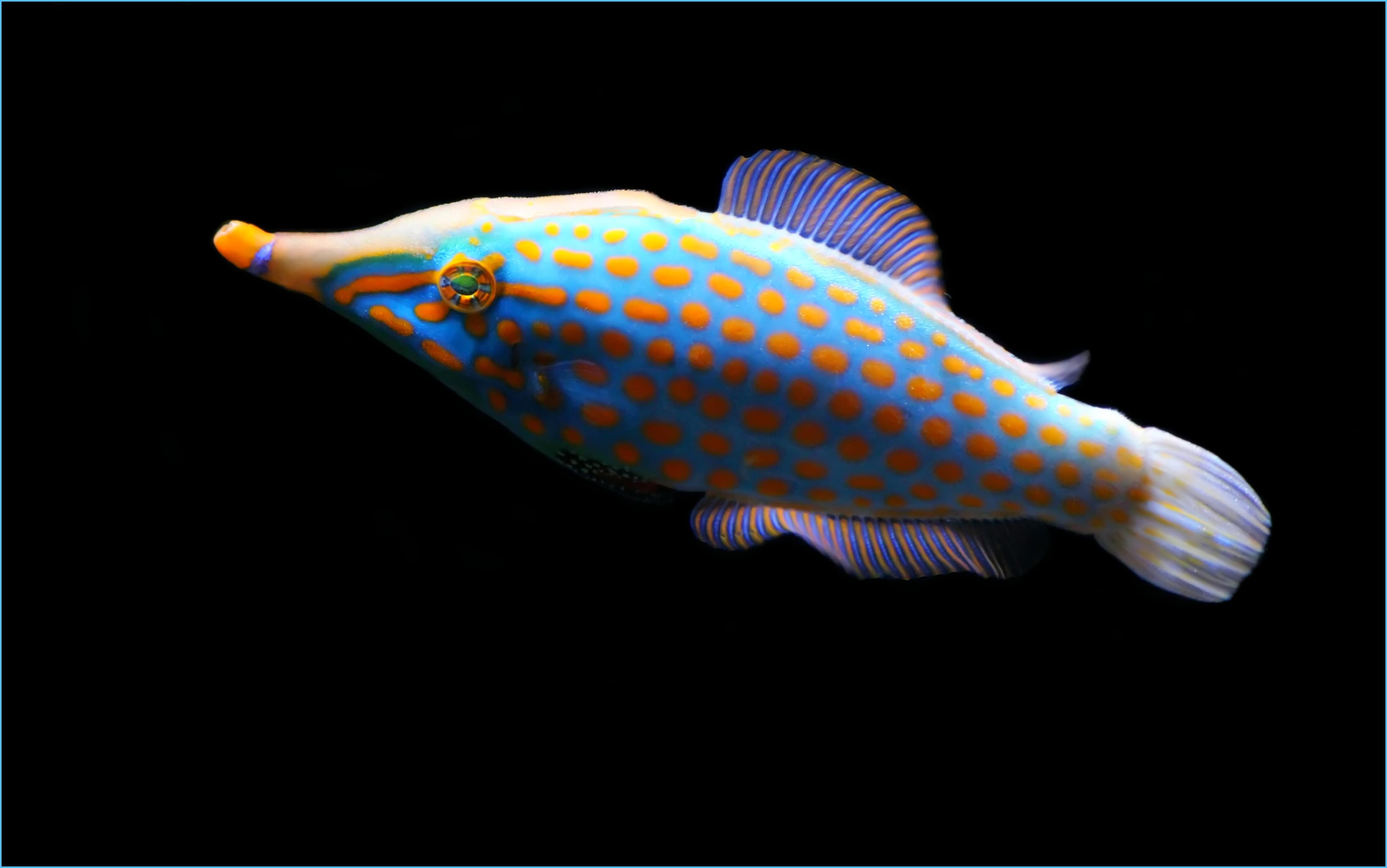 ocean, blue, purple, close, animals, no people, copy space, swimming, studio shot, sea animal, swim, retired, full length, marine, sea, 4K, fosh, sea life, HD Wallpaper