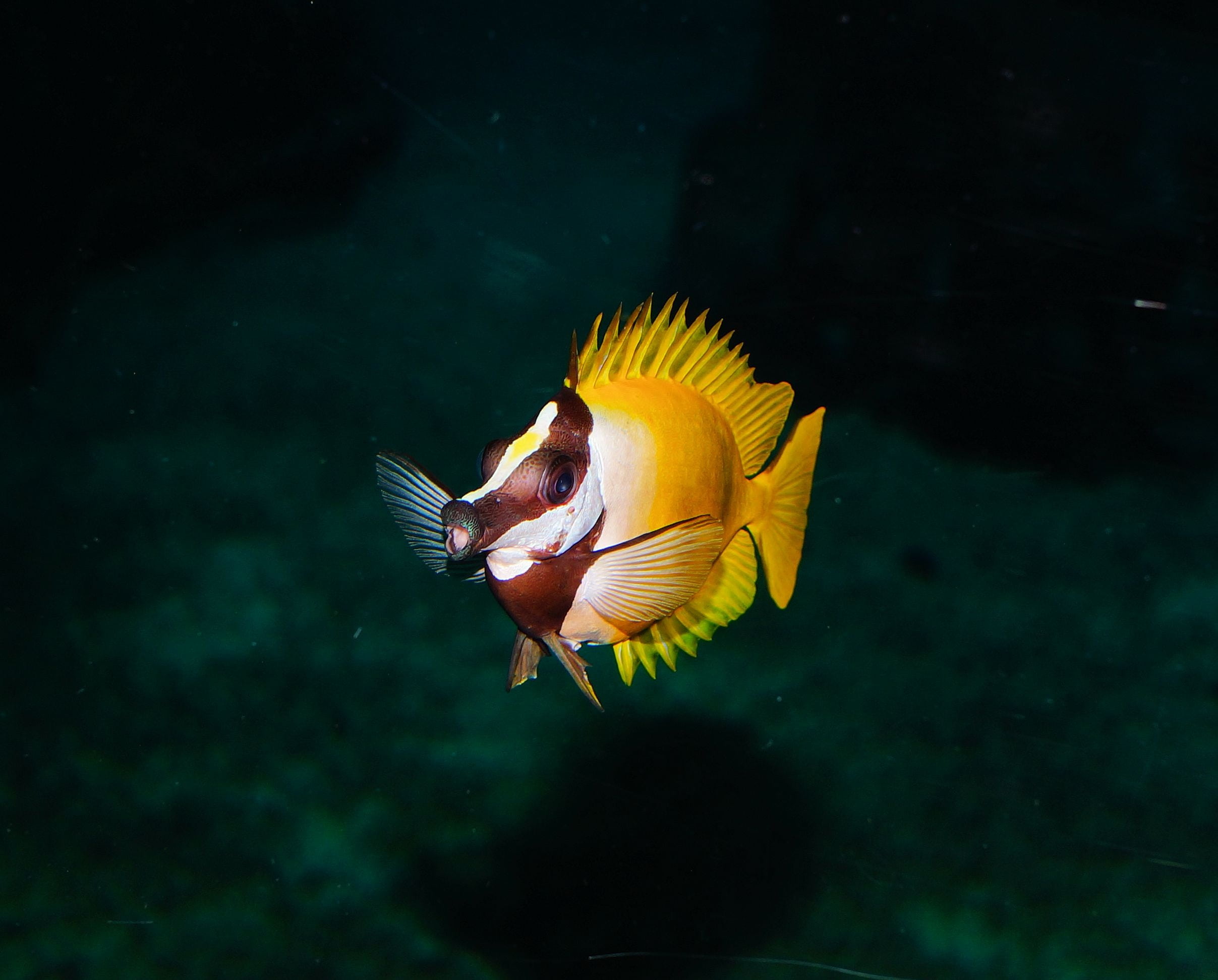 brown, meeresbewohner, colorful, full length, toy, indoors, reef, swimming, vertebrate, animal wildlife, swim, yellow, close, underwater world, bird, 1080P, HD Wallpaper