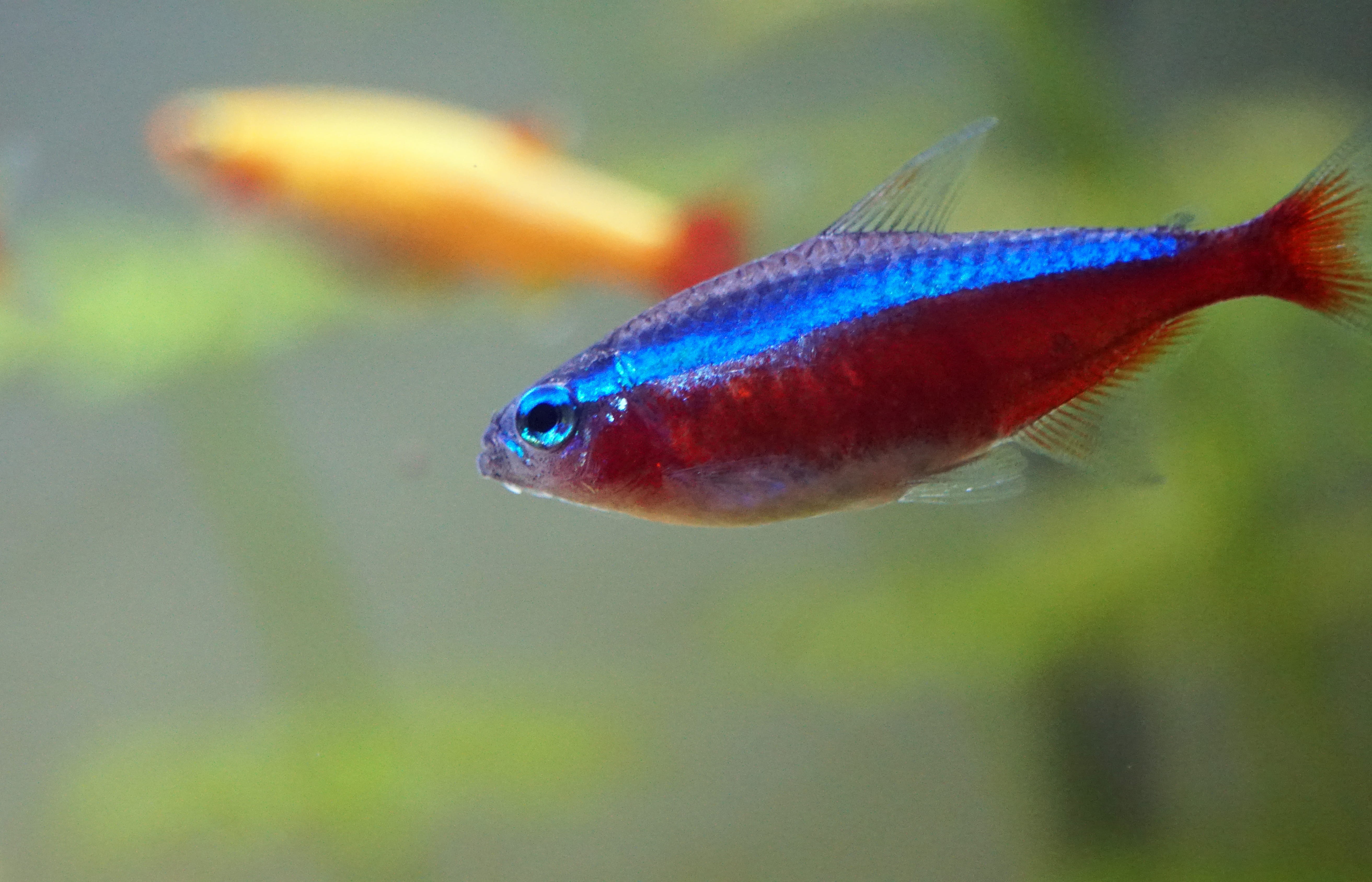 animal themes, animal wildlife, macro, 5K, insect, pet, Aquarium, focus on foreground, selective focus, animal eye, red, no people, Neon, Underwater, one animal, HD Wallpaper