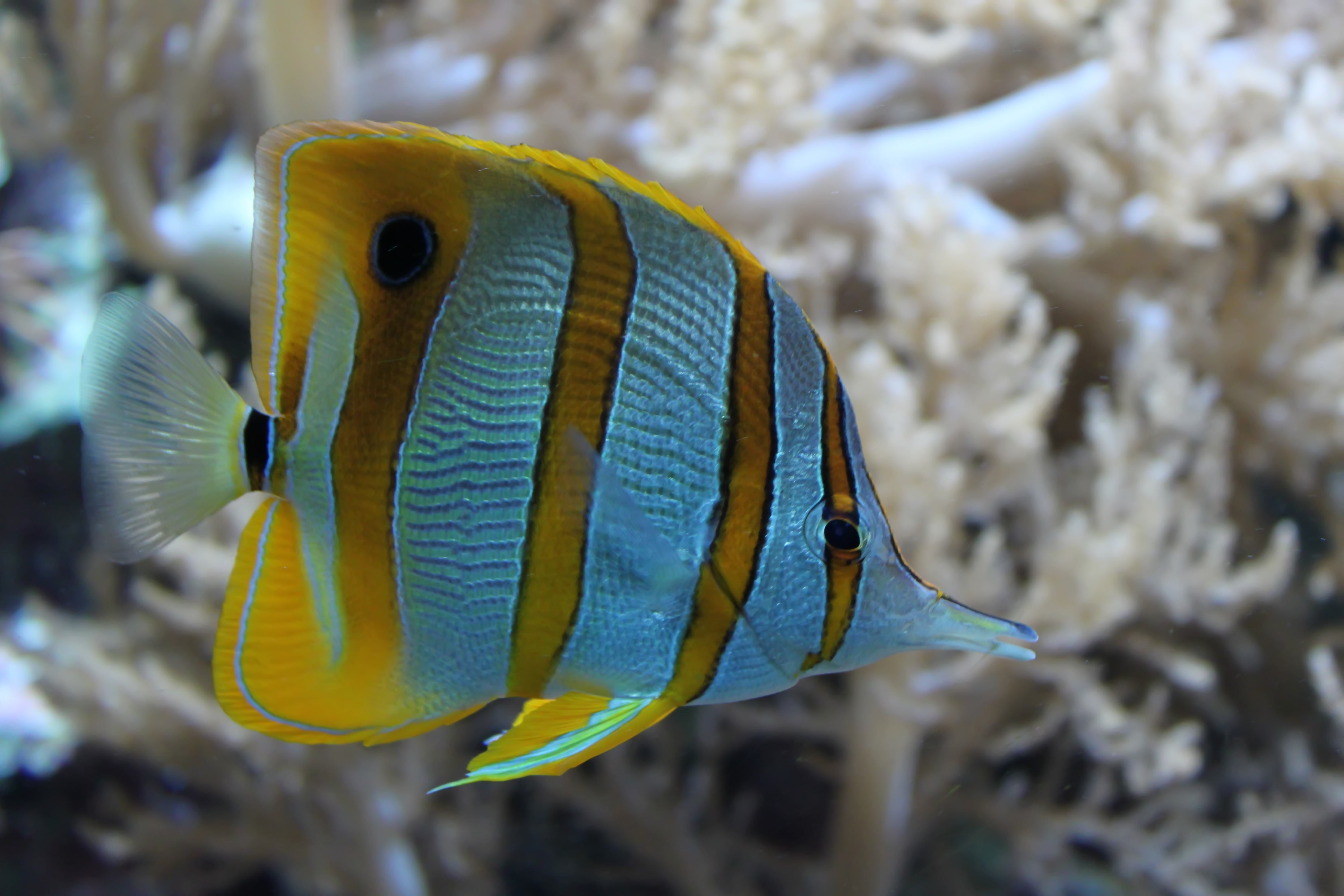 meeresbewohner, structures, coral reef, 4K, sea life, focus on foreground, underwater, diving, animals in the wild, swimming, sea, no people, yellow, white, HD Wallpaper
