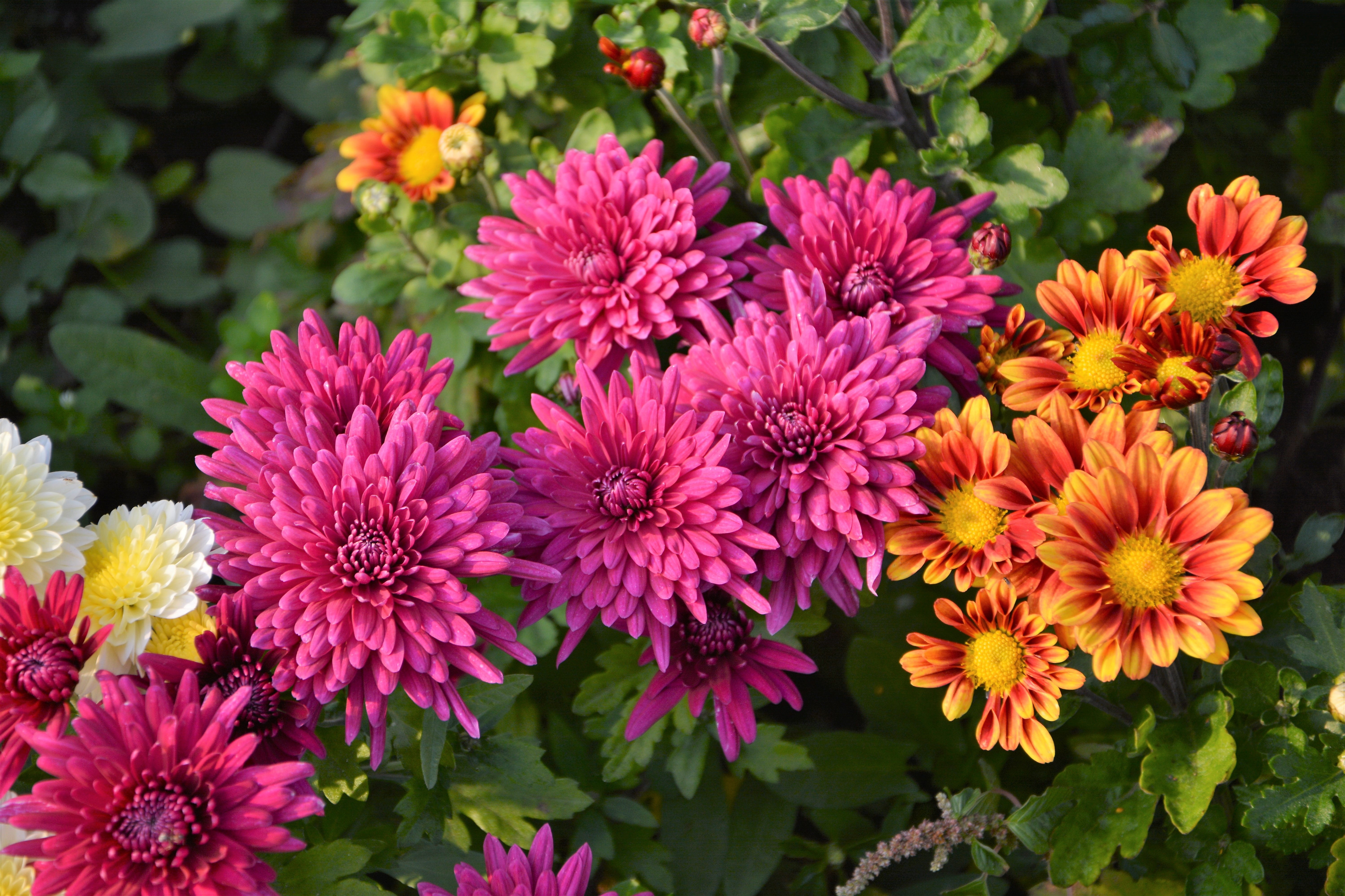 purple, high angle view, flowers, pink color, growth, petal, selective, focus, flower head, texture, red, fresh, beautiful flower, beauty in nature, inflorescence, HD Wallpaper