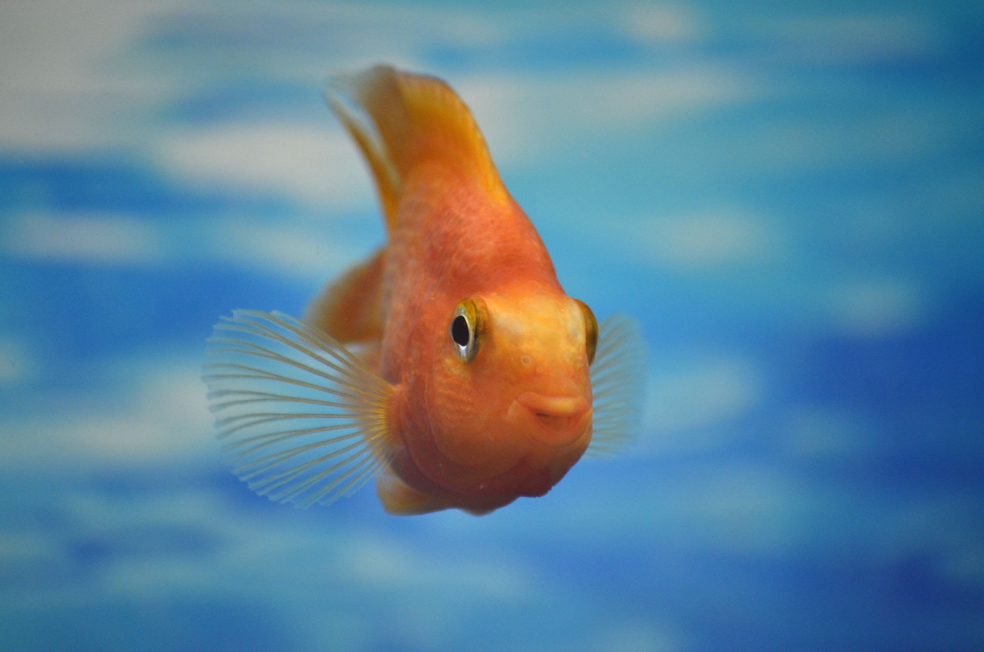 blue, 1080P, animal themes, fish, focus, vertebrate, swimming, animals in captivity, animal, goldfish, golden, one animal, marine, animal wildlife, small fish, HD Wallpaper